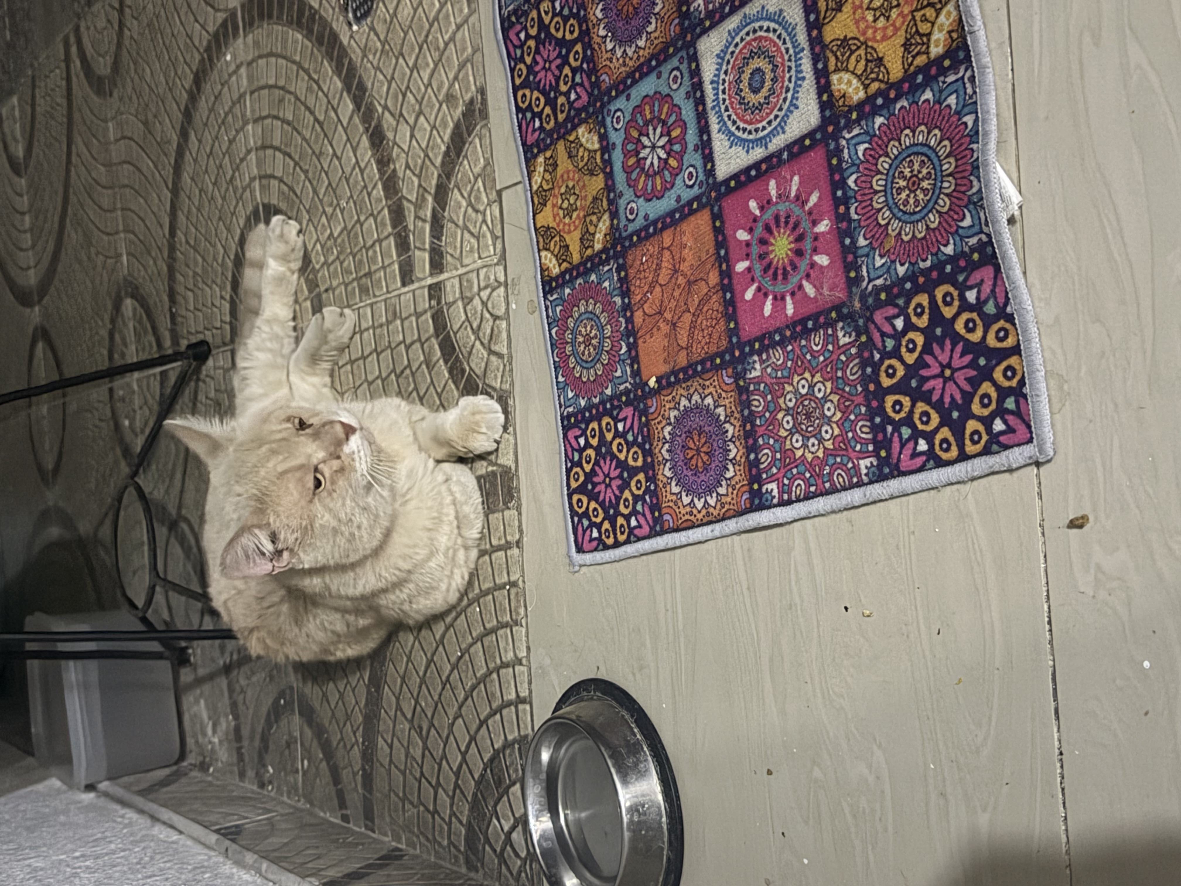 Se busca Nilo, gato perdido. ¡Ayuda a que vuelva a casa! 233