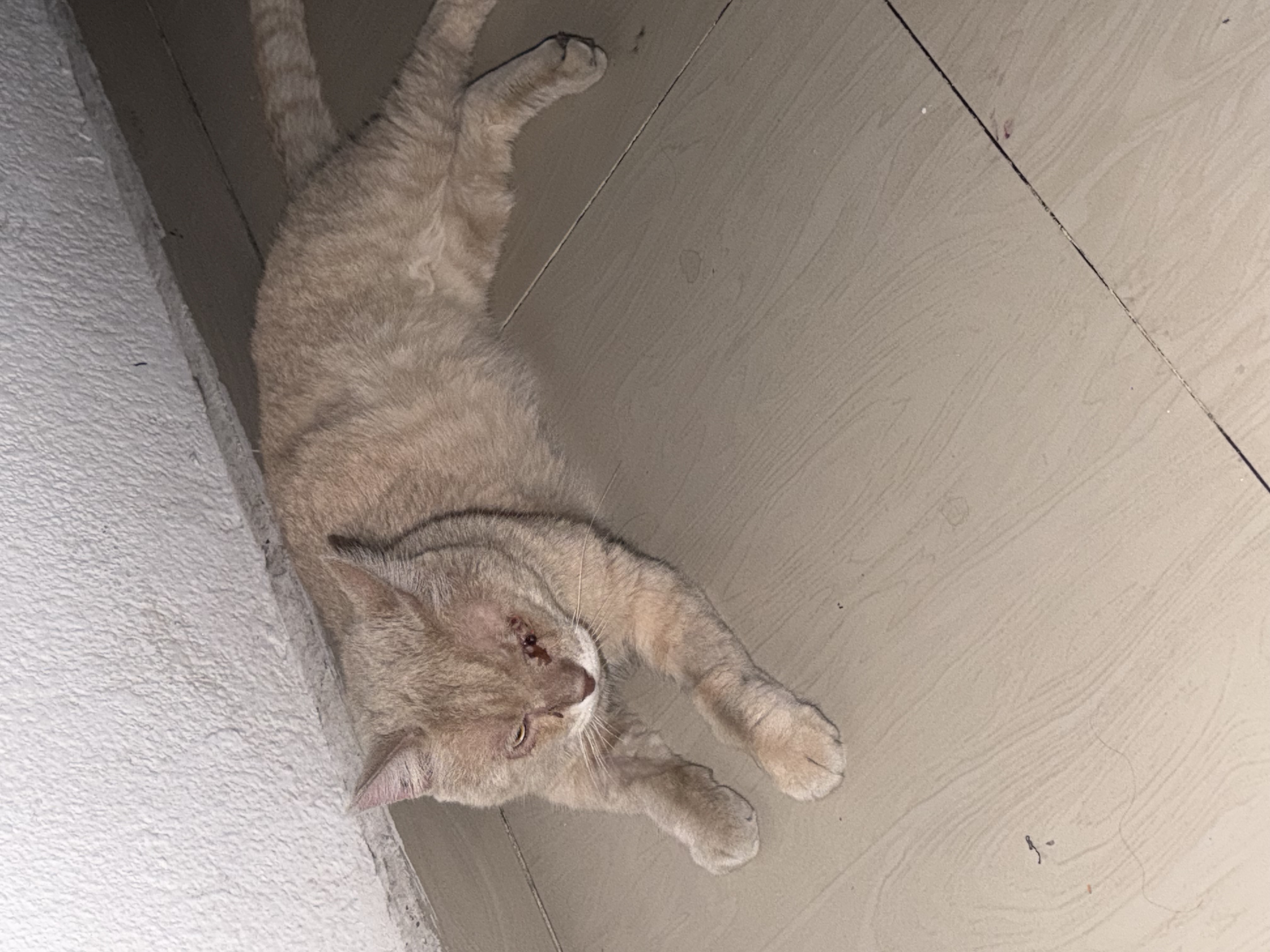 Gato perdido: ¡Ayuda a encontrar a nuestro querido amigo! 243