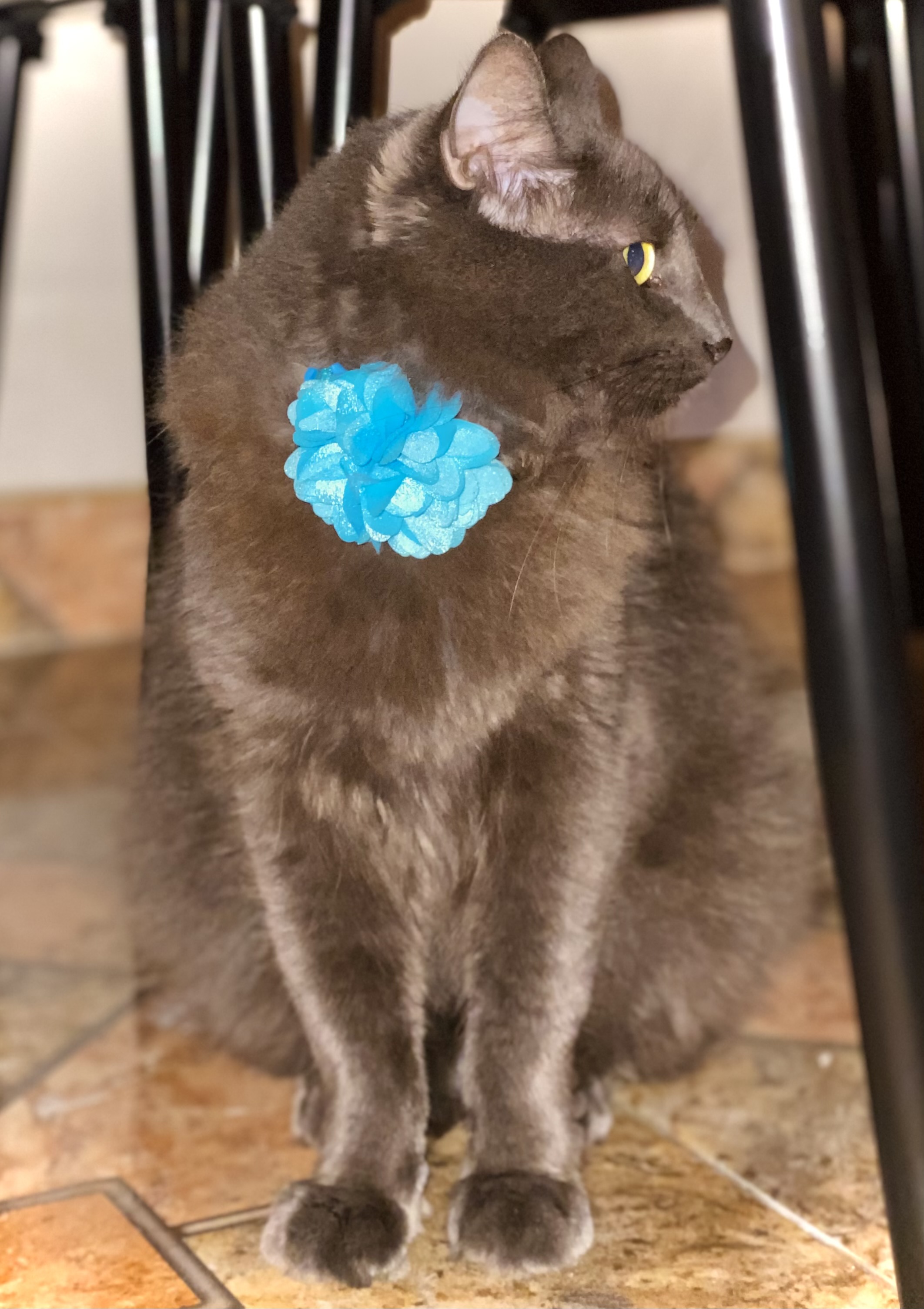 ¡Pandora, gata perdida! Ayuda a encontrarla 😿 147