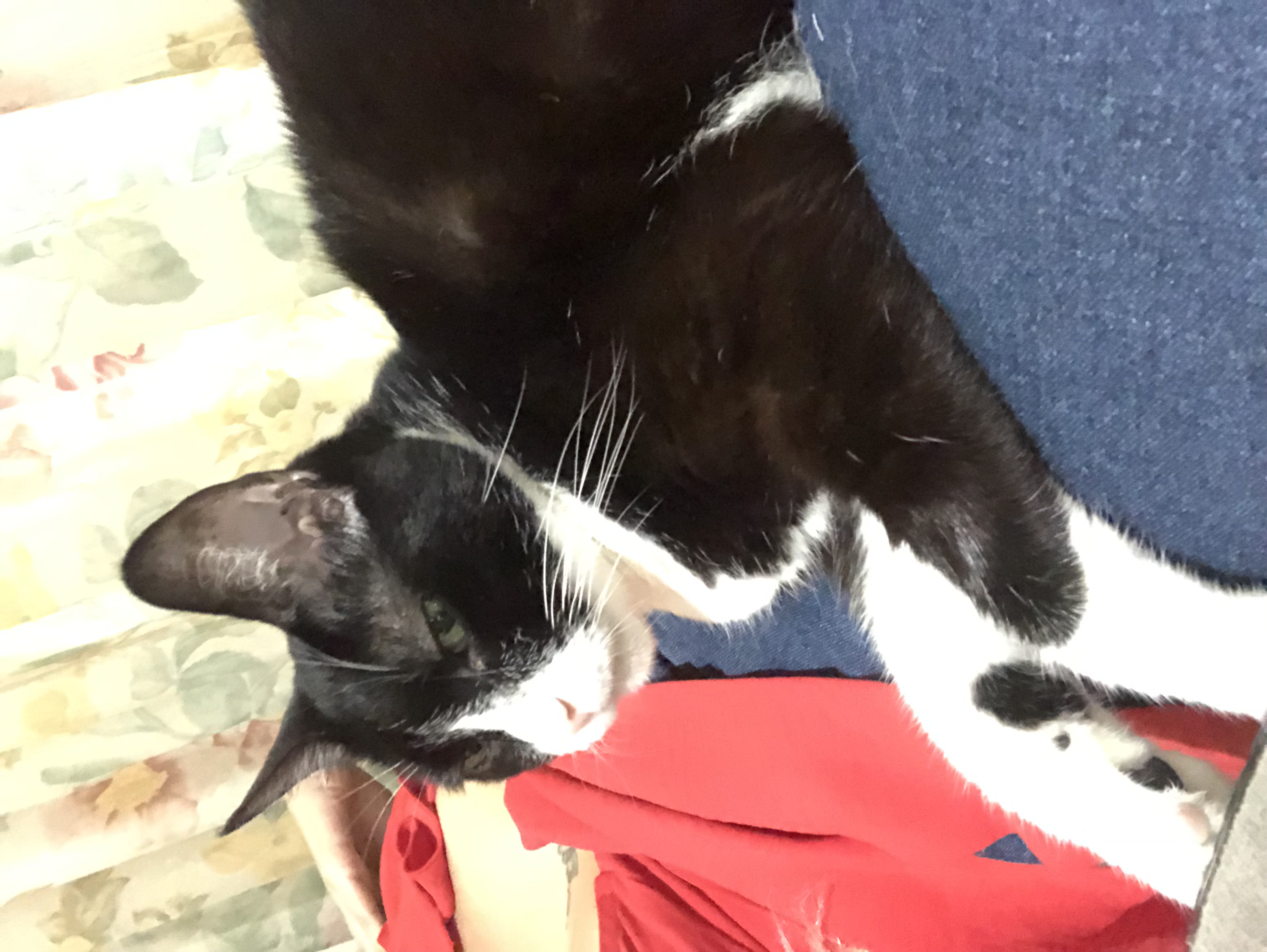 ¡Gatita Lila perdida! 💔 Ayúdanos a encontrarla 🏡 240
