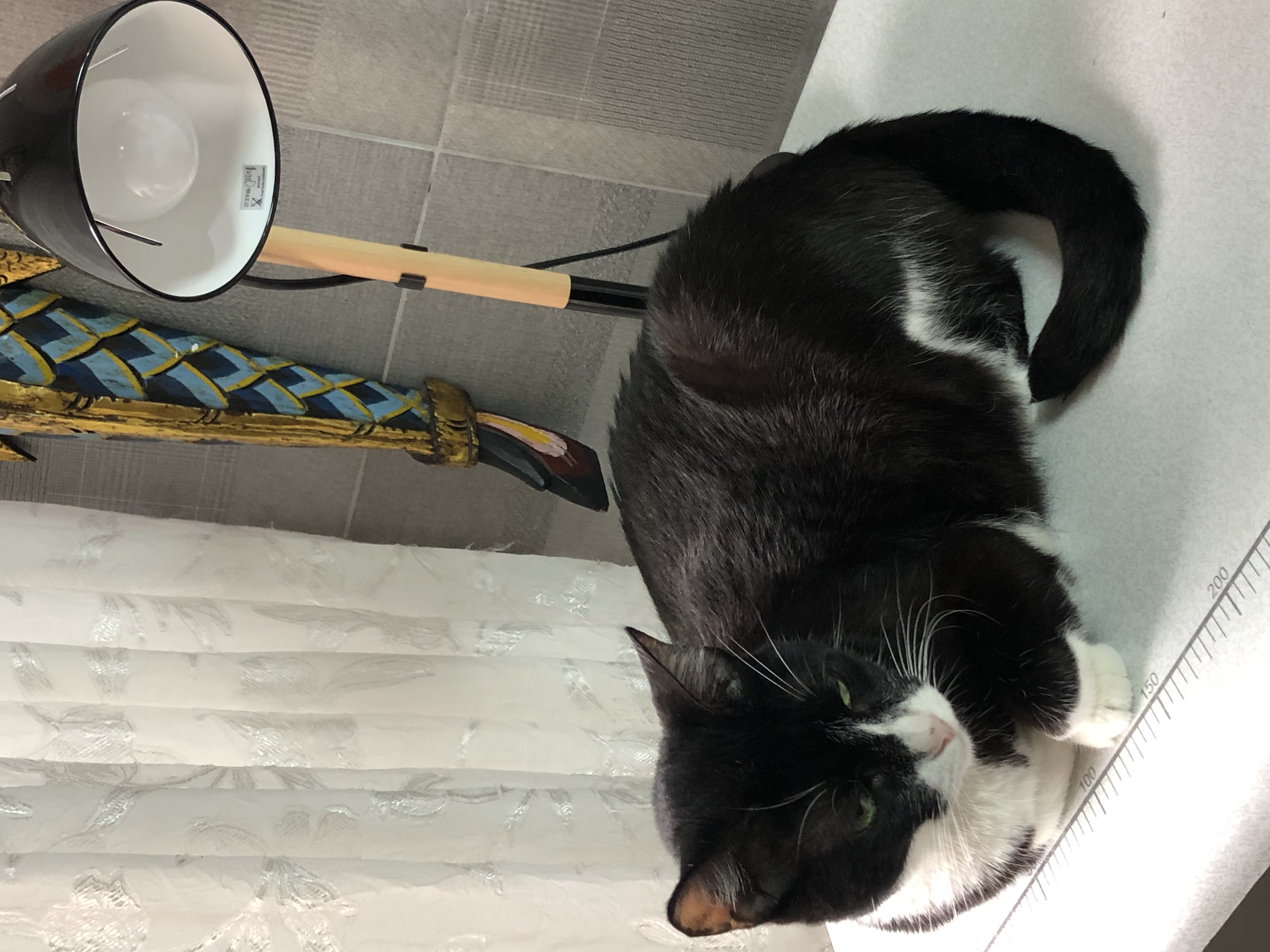 ¡Gatita Lila perdida! 💔 Ayúdanos a encontrarla 🏡 241