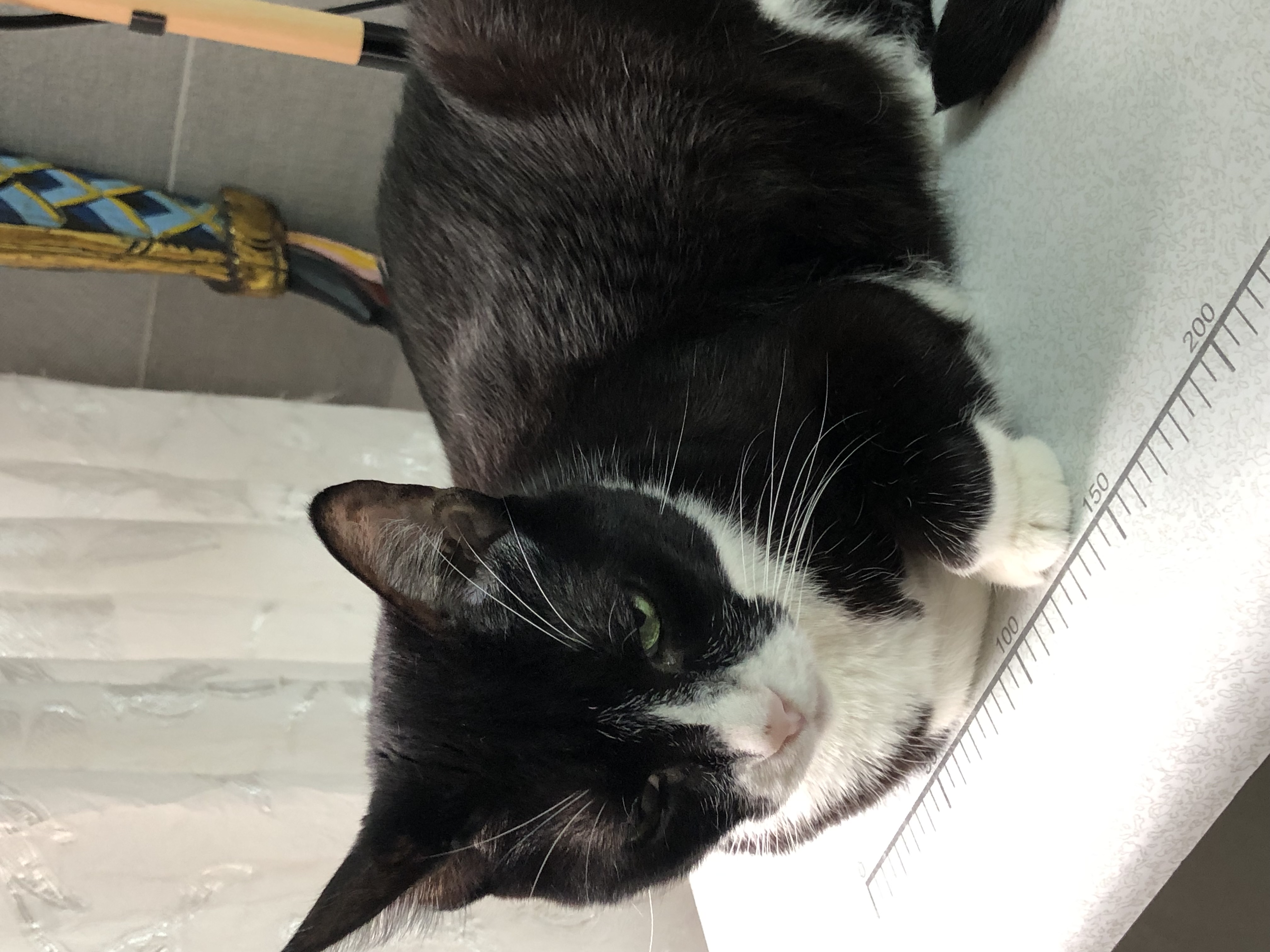 ¡Gatita Lila perdida! 💔 Ayúdanos a encontrarla 🏡 239