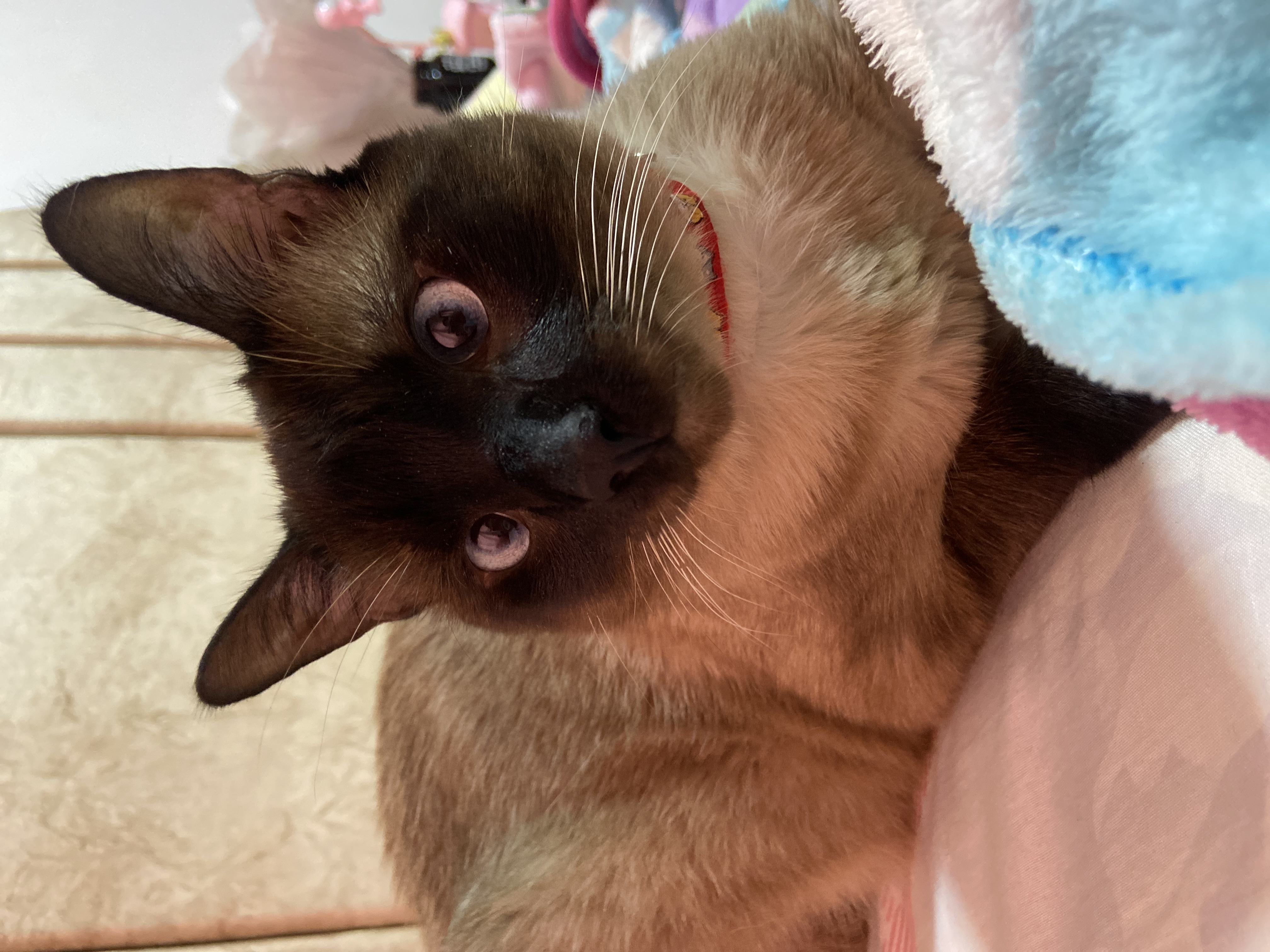 ¡Orus se ha perdido! Gato Siames busca su hogar 💔 144