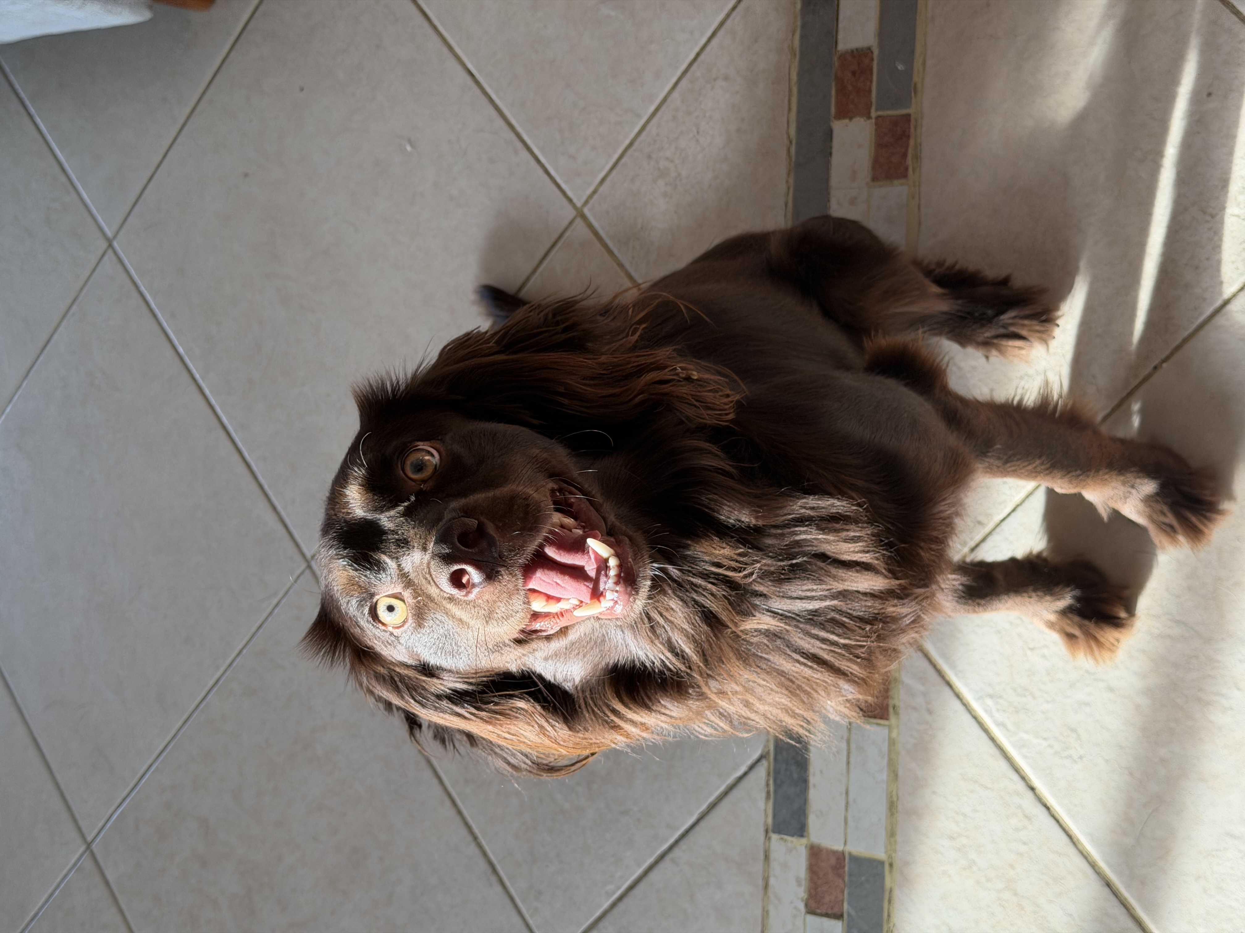 ¡Enzo se perdió! Perro Cocker Spaniel Inglés marrón, tamaño mediano 230