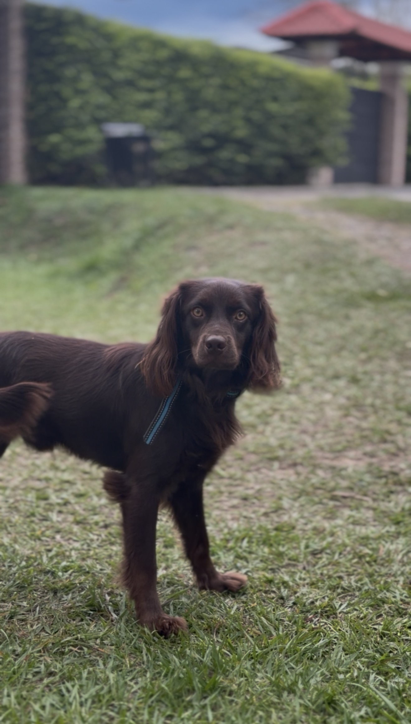 ¡Enzo se perdió! Perro Cocker Spaniel Inglés marrón, tamaño mediano 232
