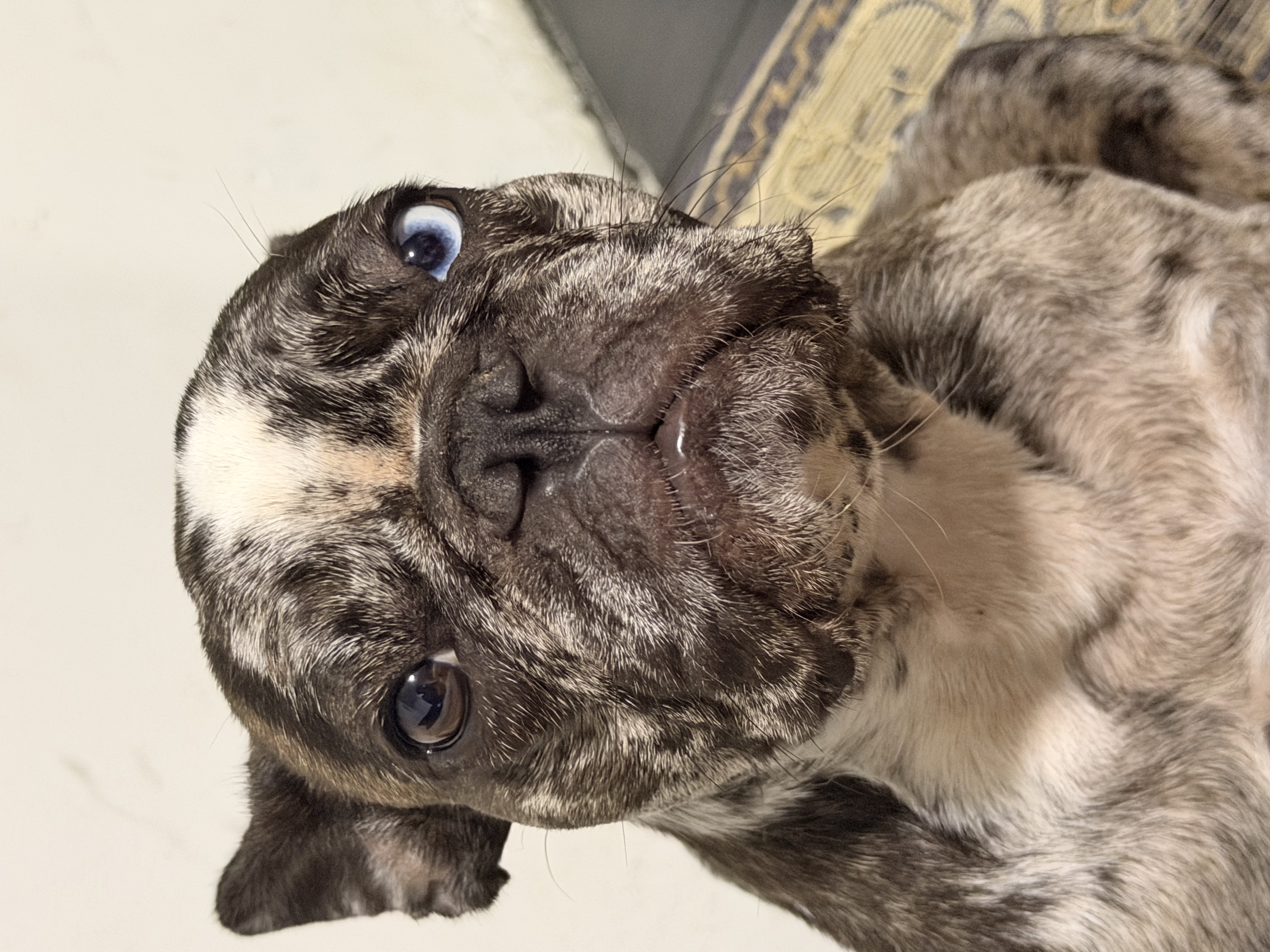 ¡Se Busca! Perro French Bulldog Perdido - Ayuda a Encontrarlo 267