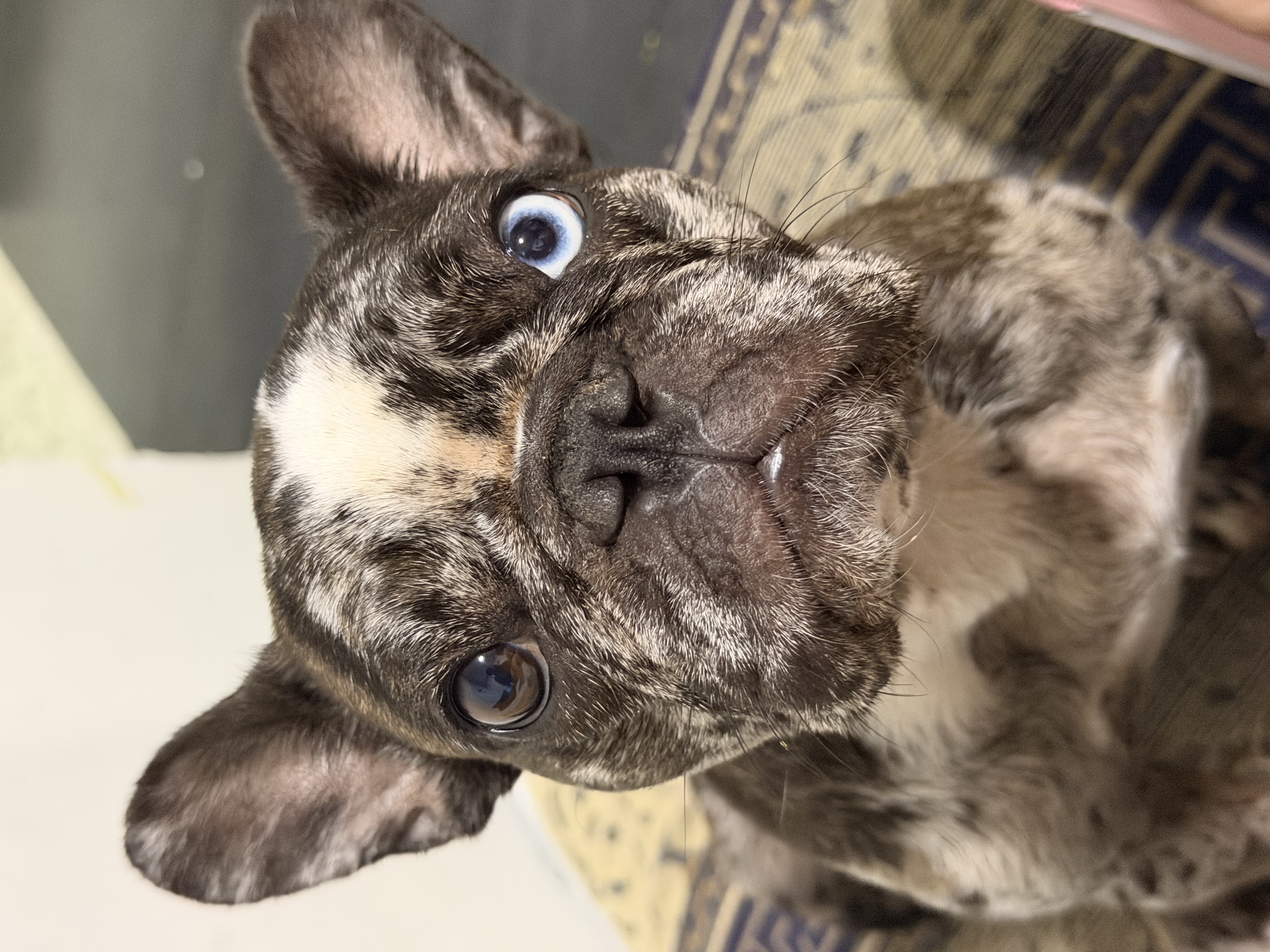 ¡Se Busca! Perro French Bulldog Perdido - Ayuda a Encontrarlo 268