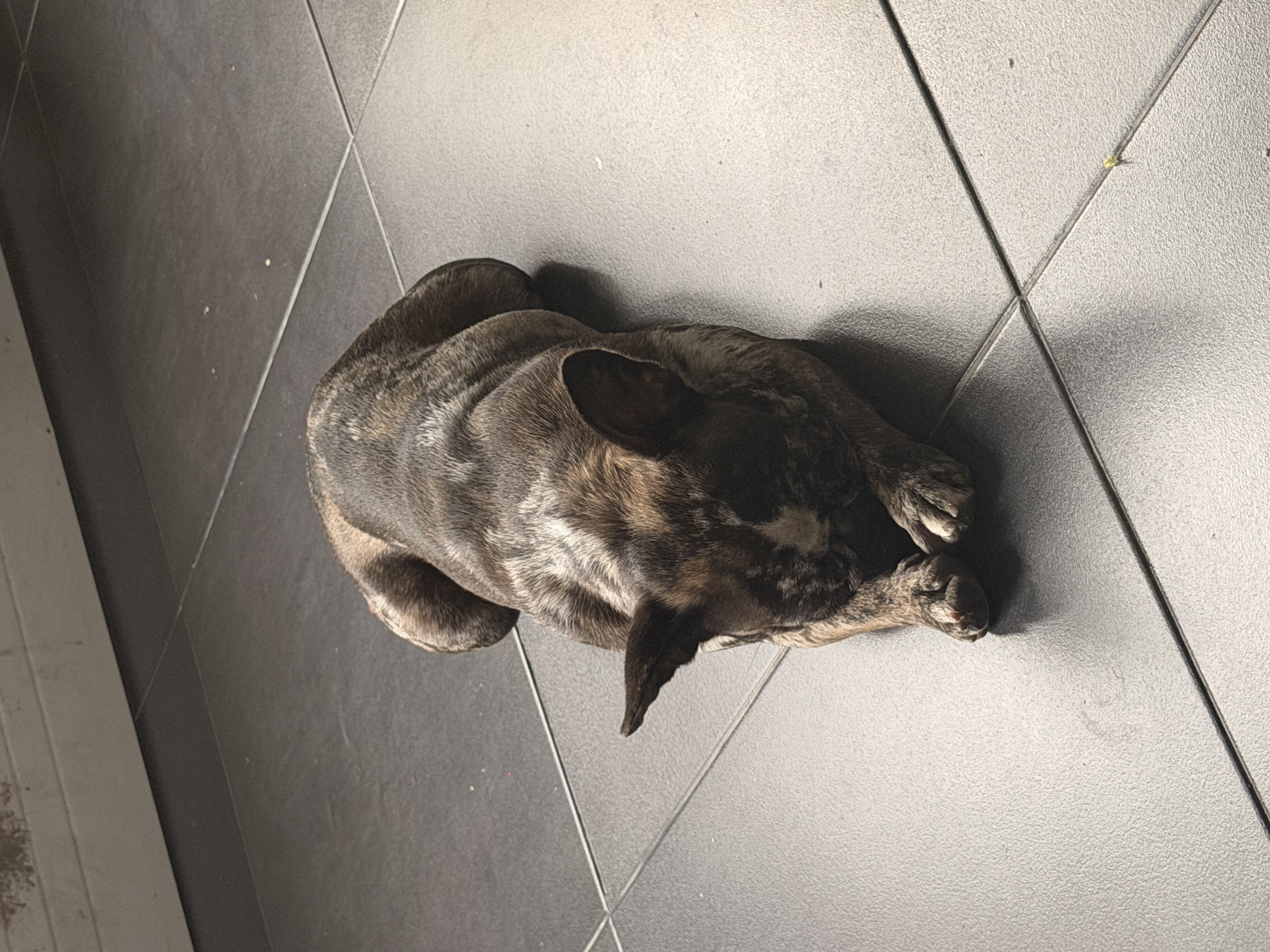 ¡Se Busca! Perro French Bulldog Perdido - Ayuda a Encontrarlo 264