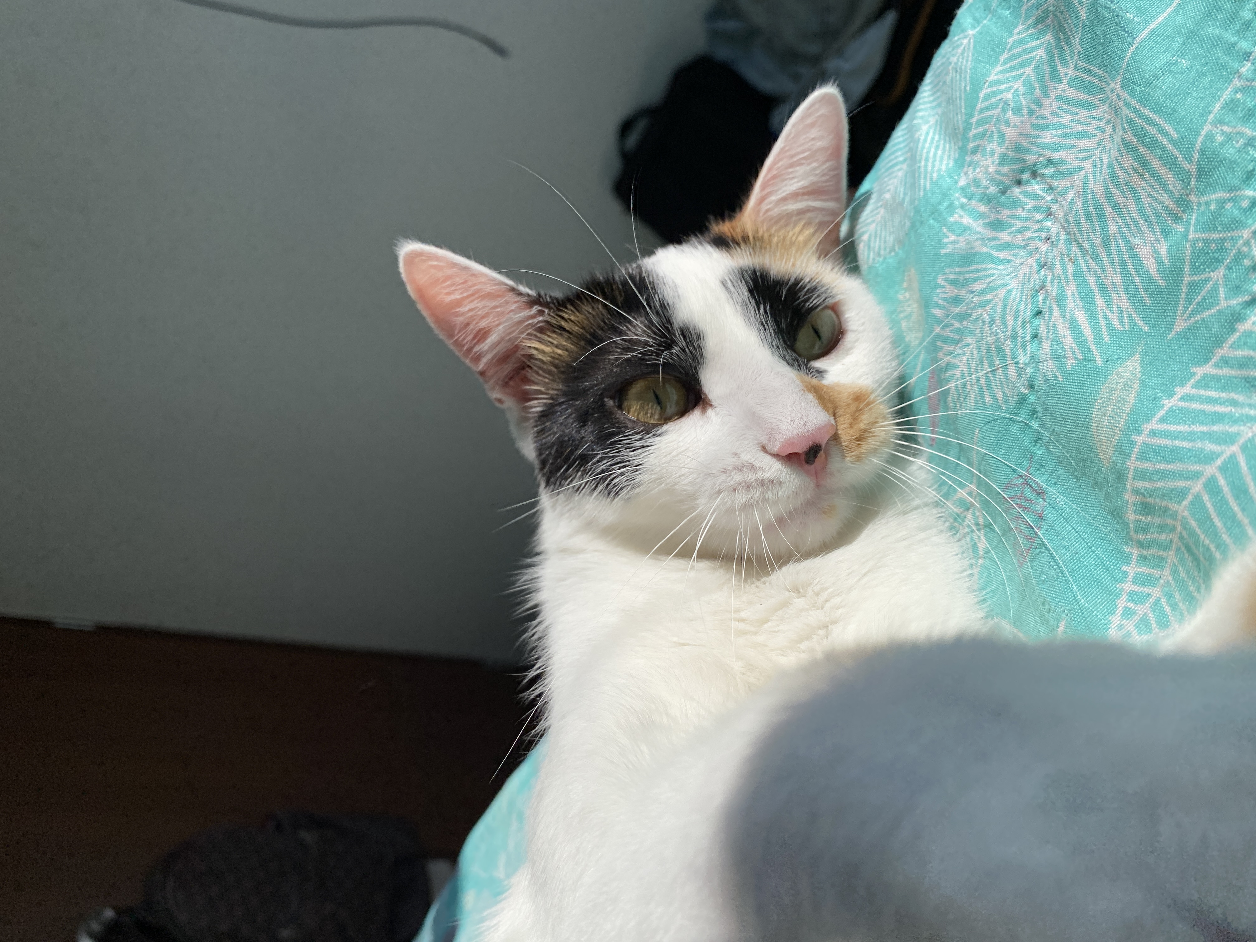 Se busca Maka: Gata perdida, información de contacto 274
