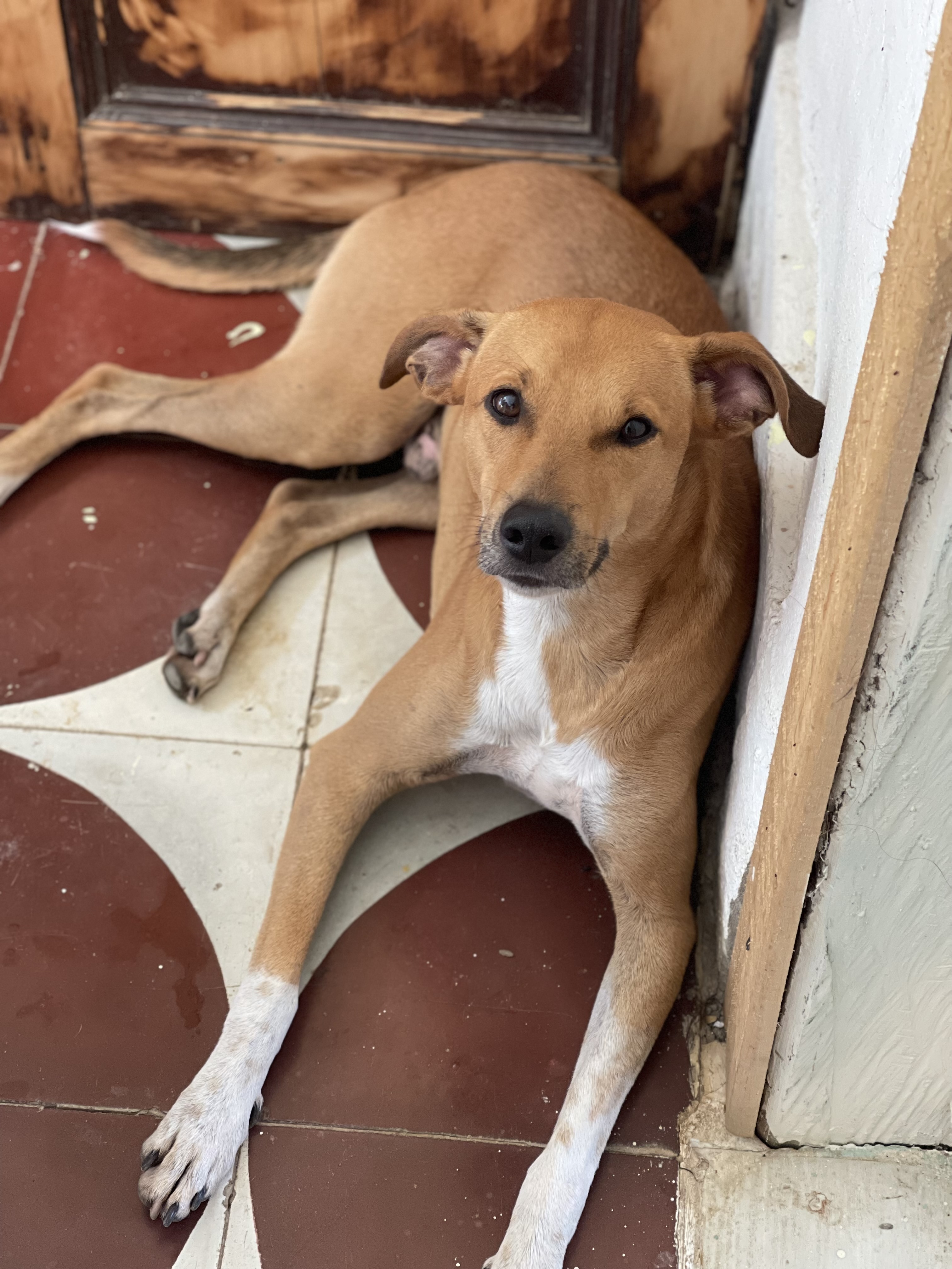 ¡Fermín, perro mestizo perdido! Ayúdanos a encontrarlo 175