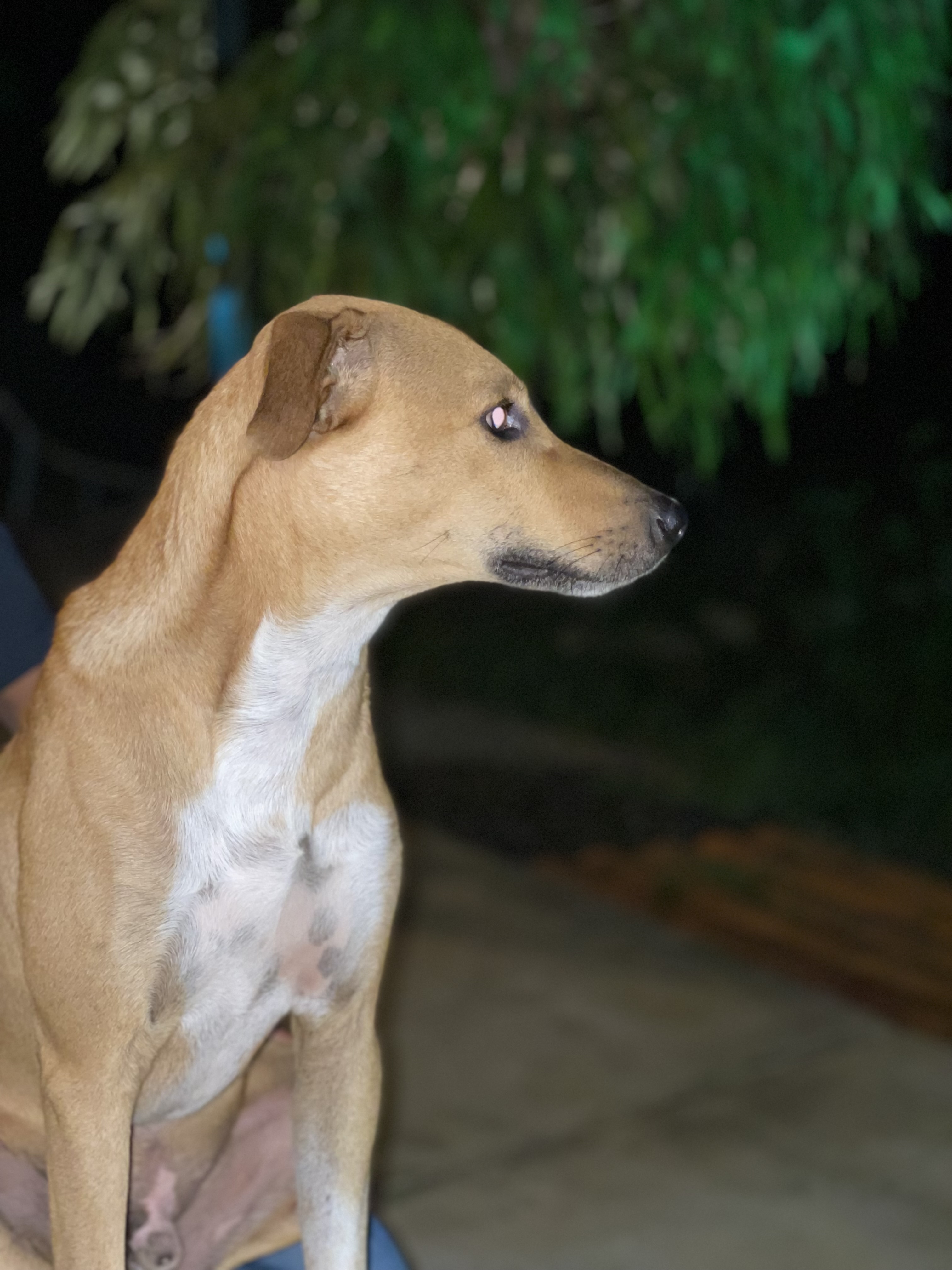 ¡Fermín, perro mestizo perdido! Ayúdanos a encontrarlo 177