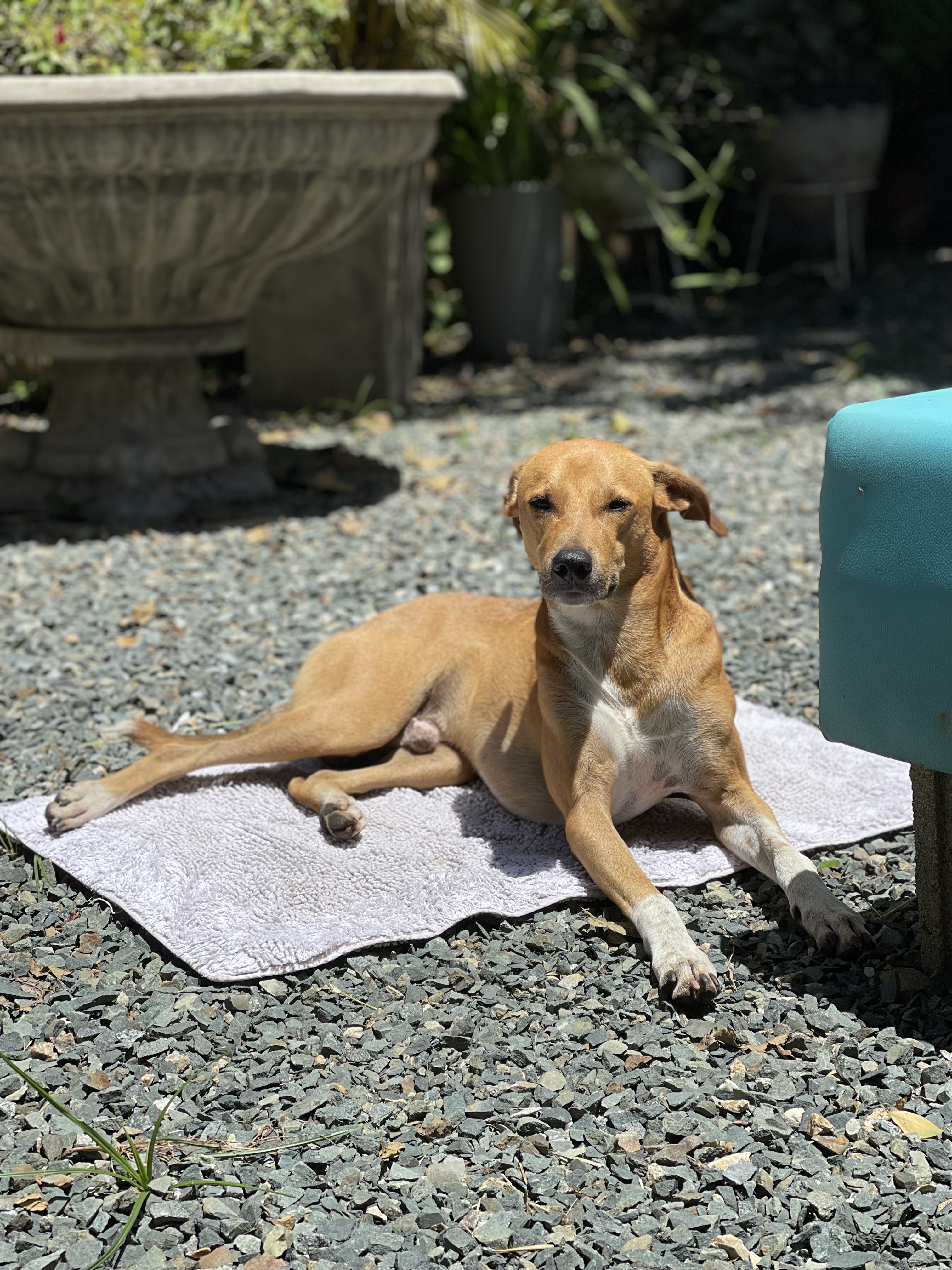 ¡Fermín, perro mestizo perdido! Ayúdanos a encontrarlo 176