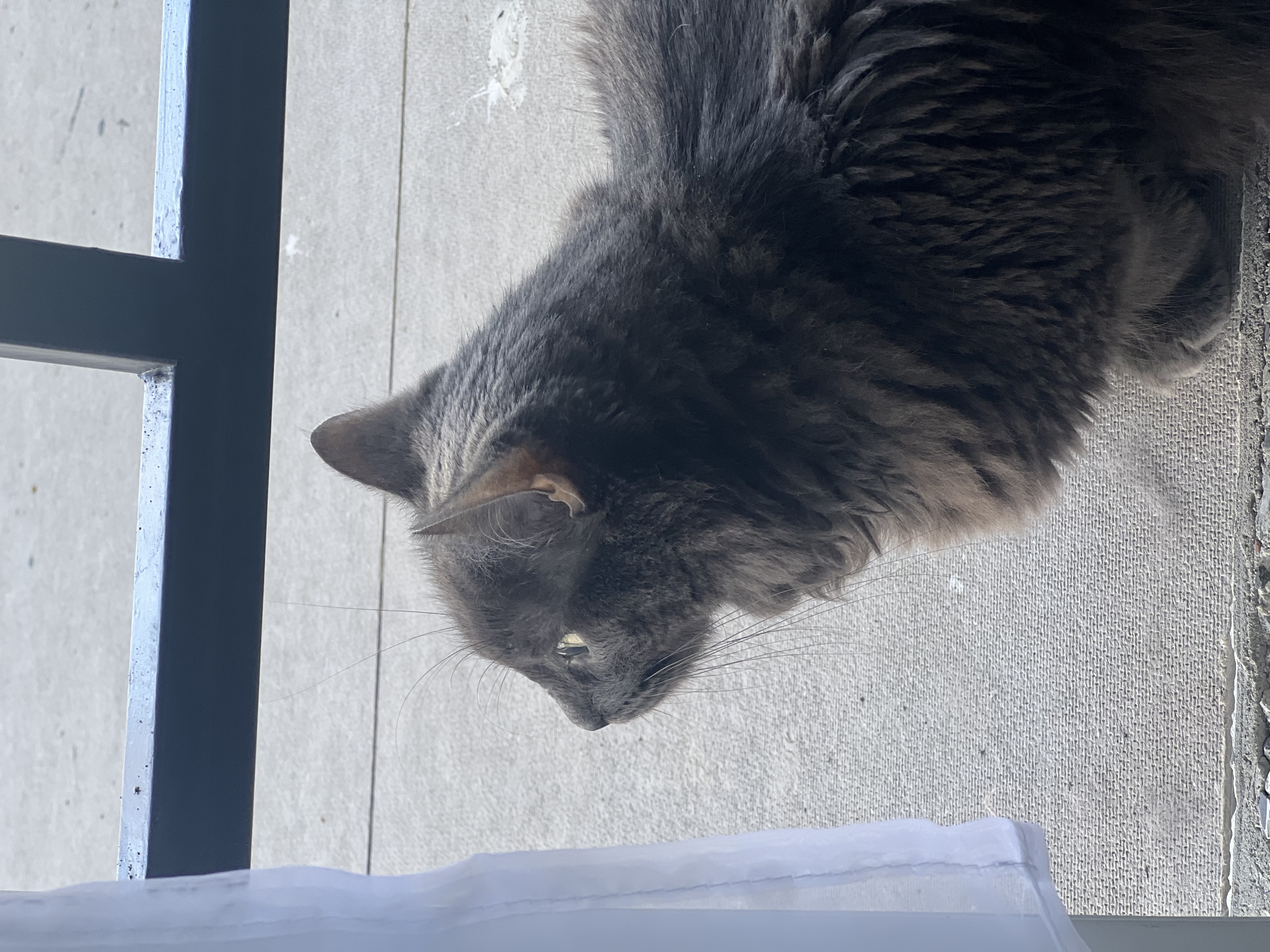 ¡Pandora, gata perdida! Ayuda a encontrarla 😿 150