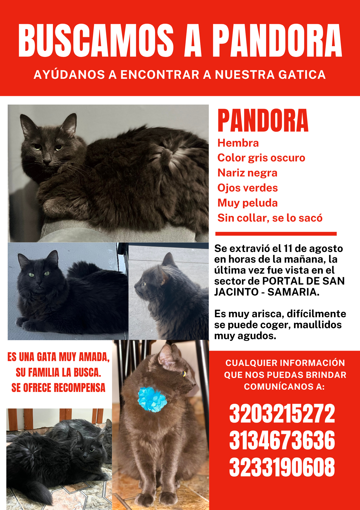 ¡Pandora, gata perdida! Ayuda a encontrarla 😿 148