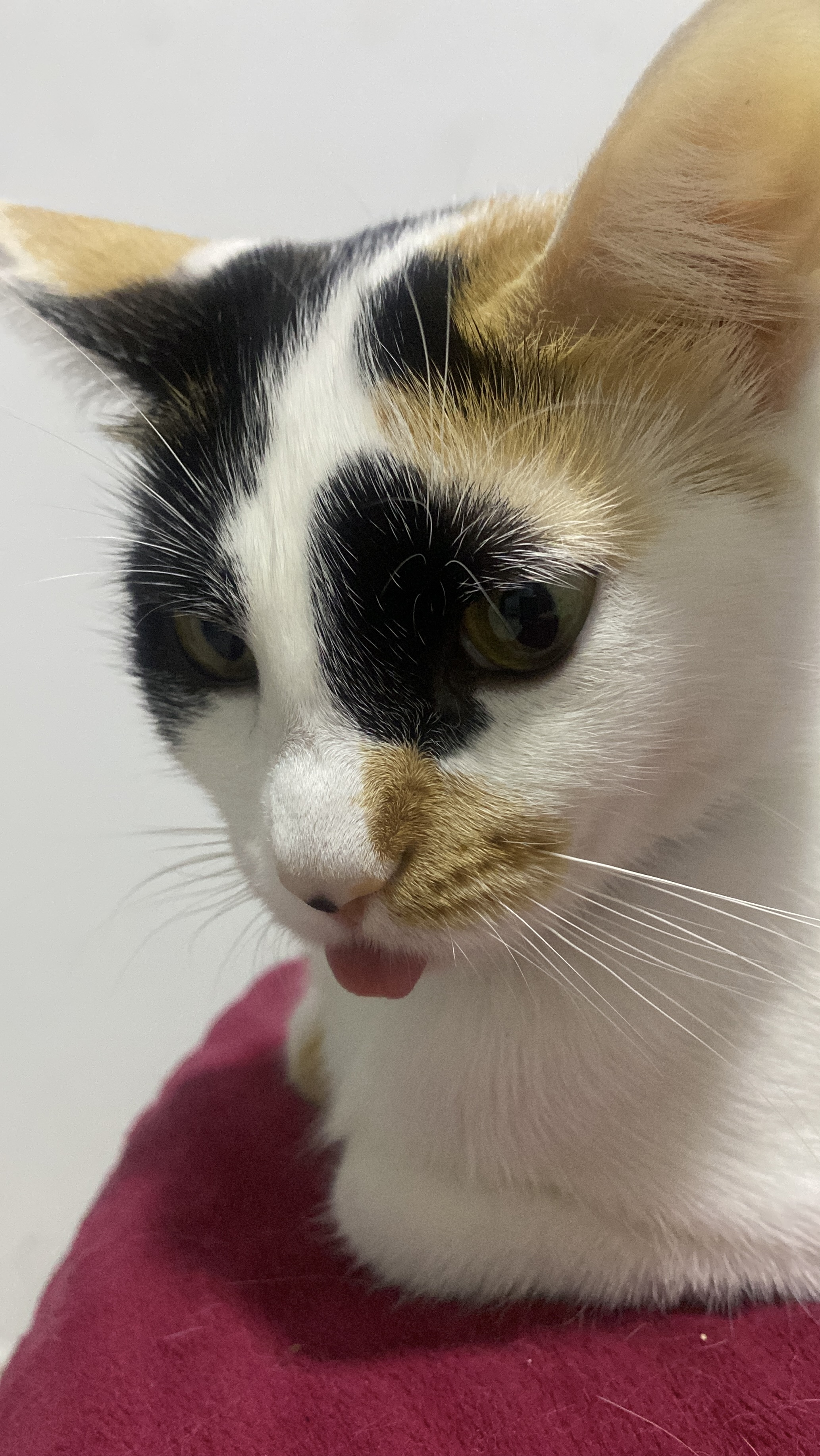 Se busca Maka: Gata perdida, información de contacto 273