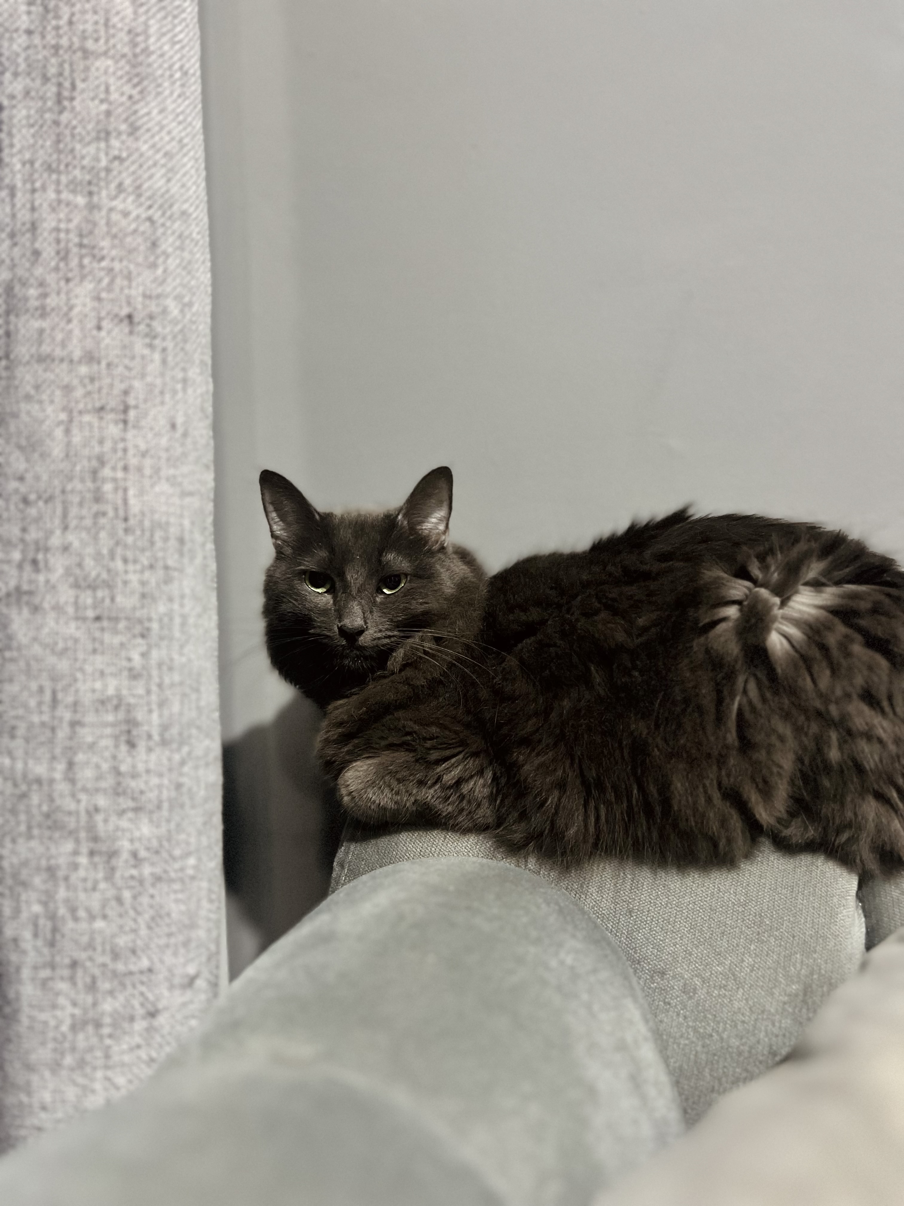 ¡Pandora, gata perdida! Ayuda a encontrarla 😿 149