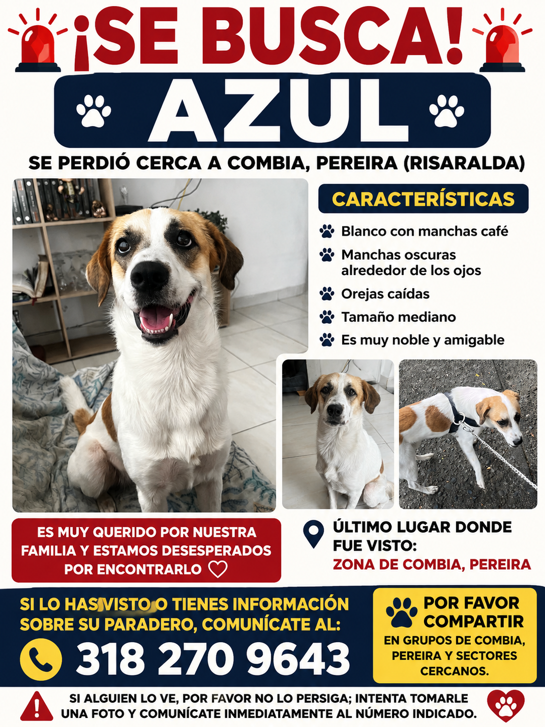 ¡Se busca AZUL! Perro perdido en Pereira (Risaralda) 192
