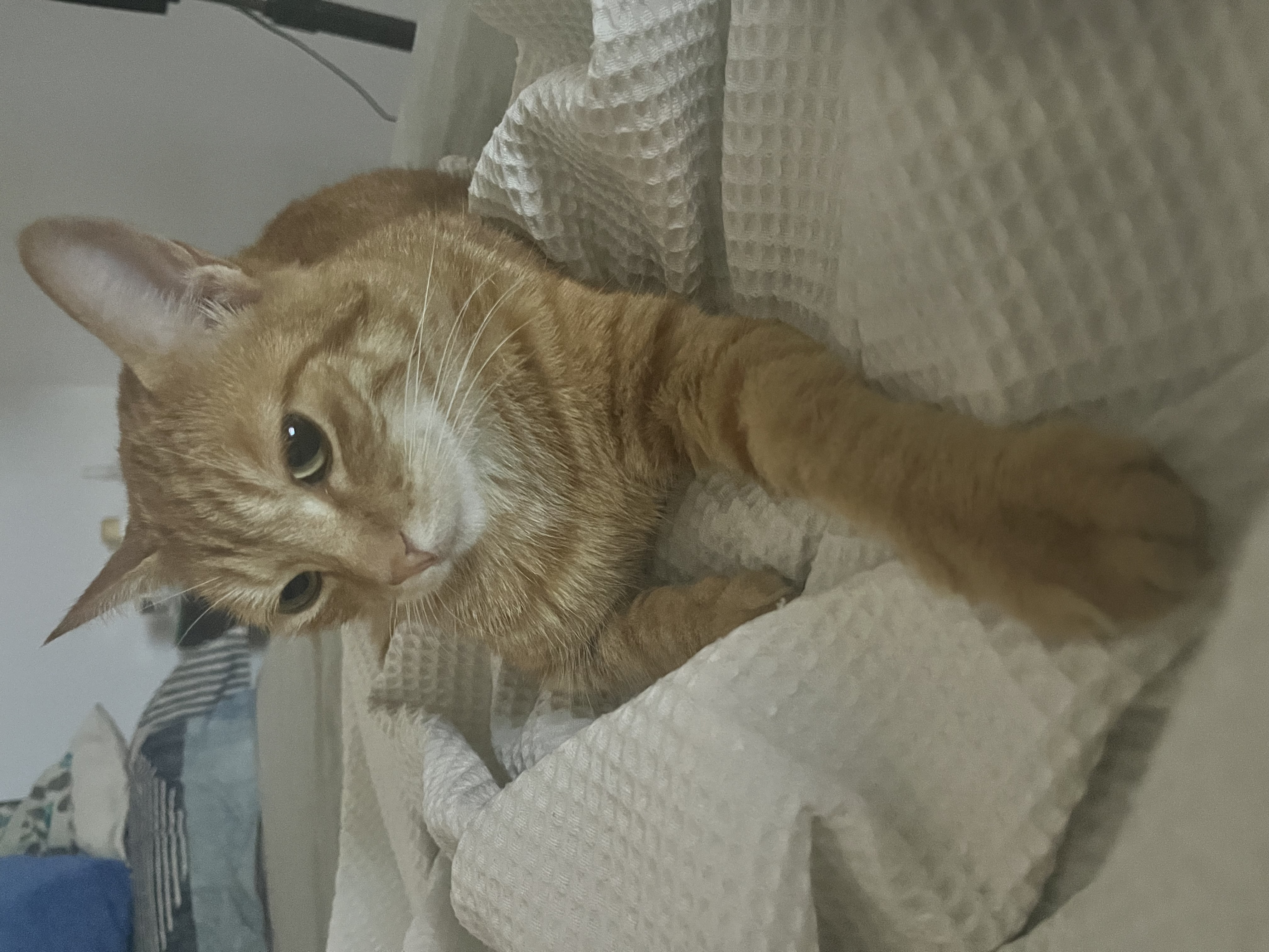 ¡Se busca Dulce! Gata naranja, atigrada, mediana. Recompensa por su paradero. 129