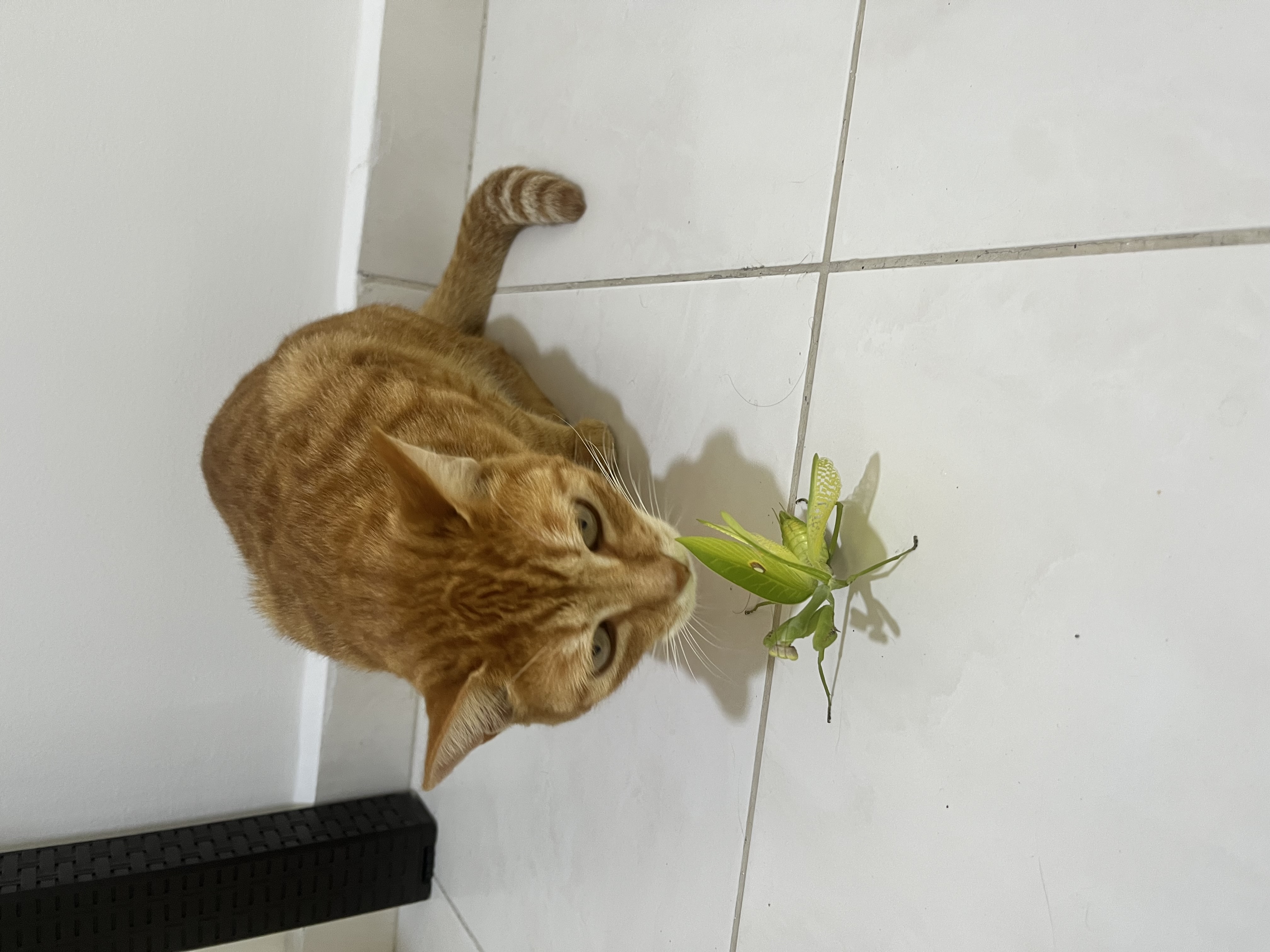 ¡Se busca Dulce! Gata naranja, atigrada, mediana. Recompensa por su paradero. 131