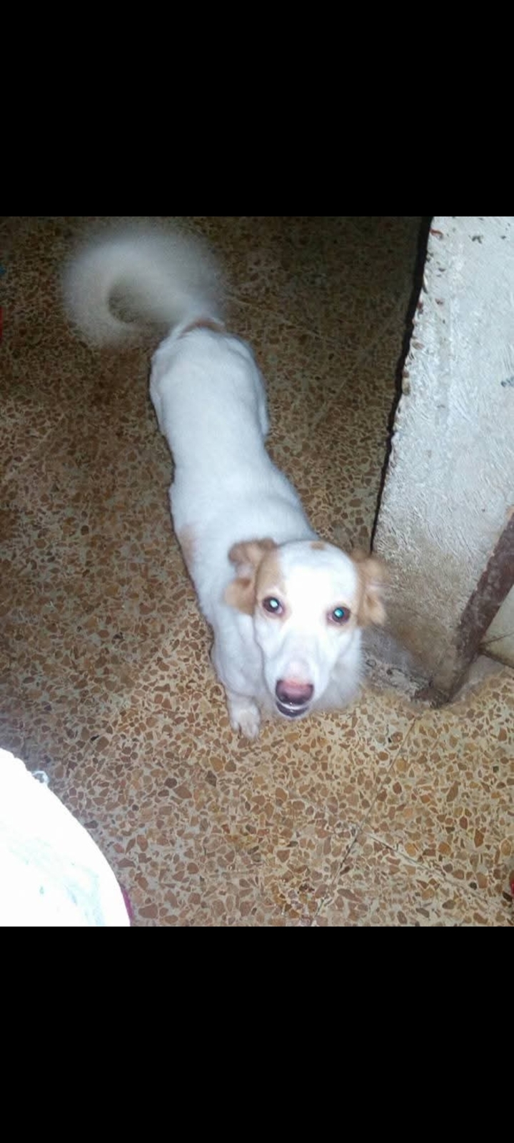 Se busca Andres: Perrito perdido, necesita atencion veterinaria. Recompensa! 42
