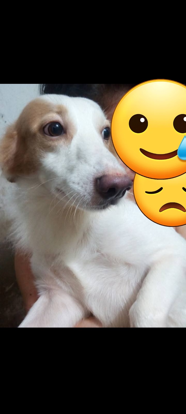 Se busca Andres: Perrito perdido, necesita atencion veterinaria. Recompensa! 38