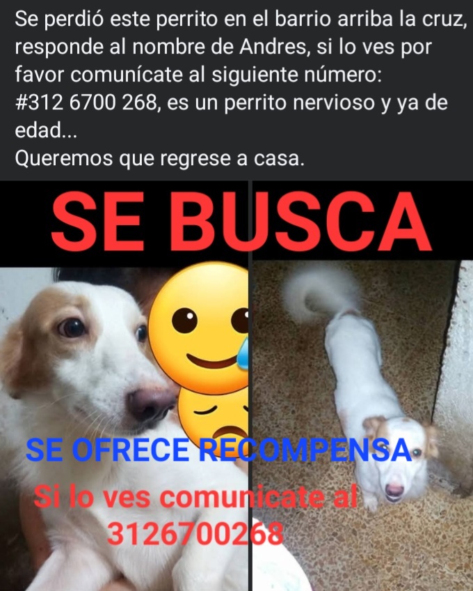 Se busca Andres: Perrito perdido, necesita atencion veterinaria. Recompensa! 41