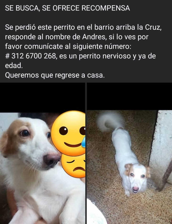 Se busca Andres: Perrito perdido, necesita atencion veterinaria. Recompensa! 39