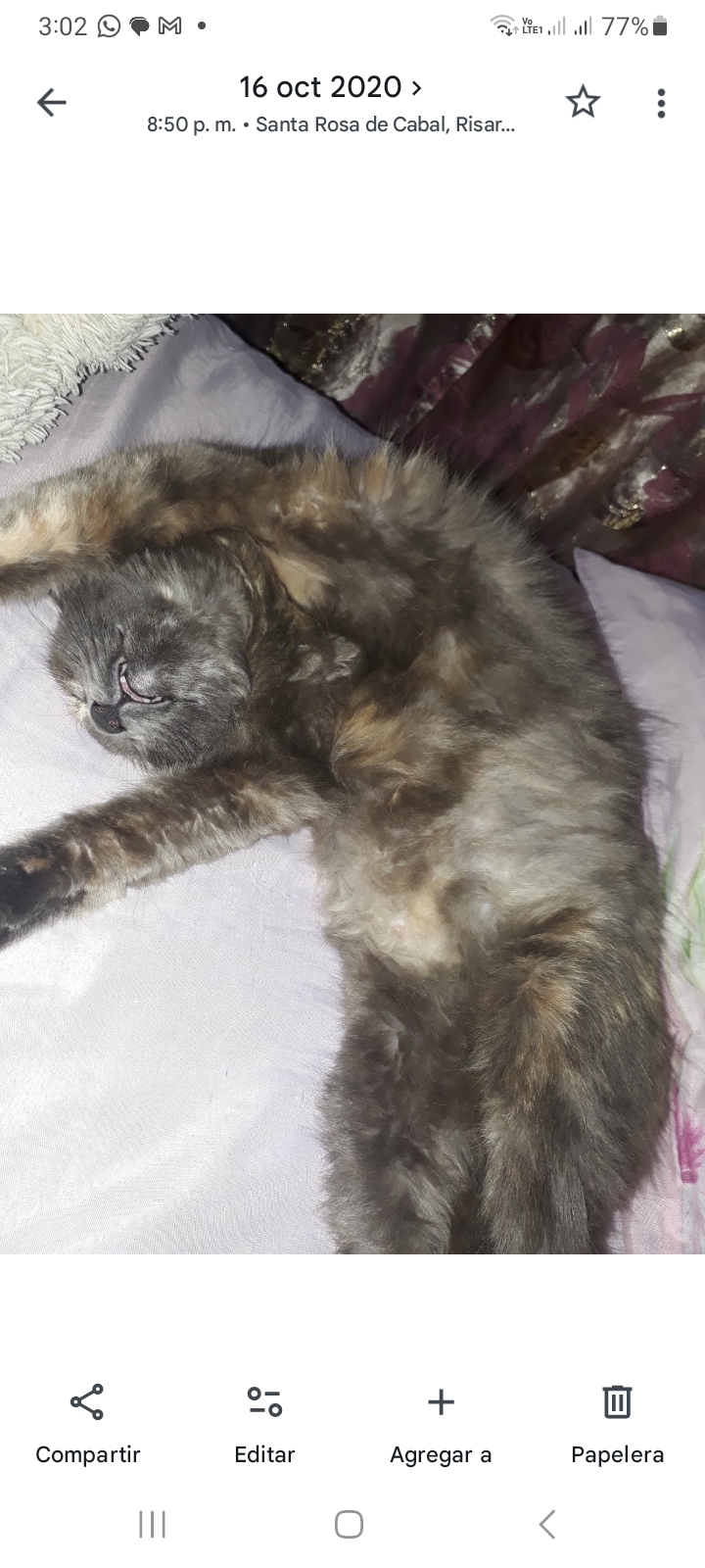 ¡Pelusa ha desaparecido! Gata perdida, busca su hogar 🥺🐾 169