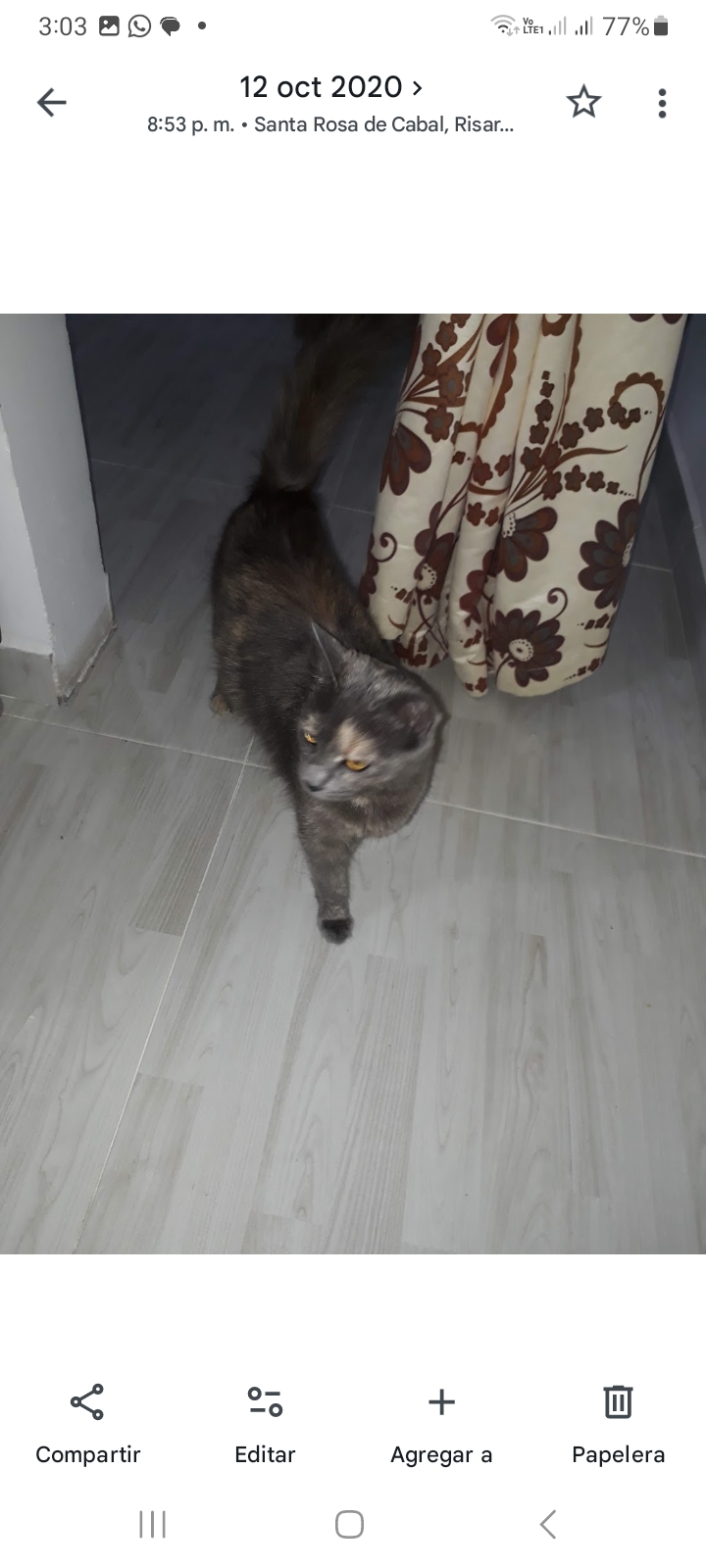 ¡Pelusa ha desaparecido! Gata perdida, busca su hogar 🥺🐾 170