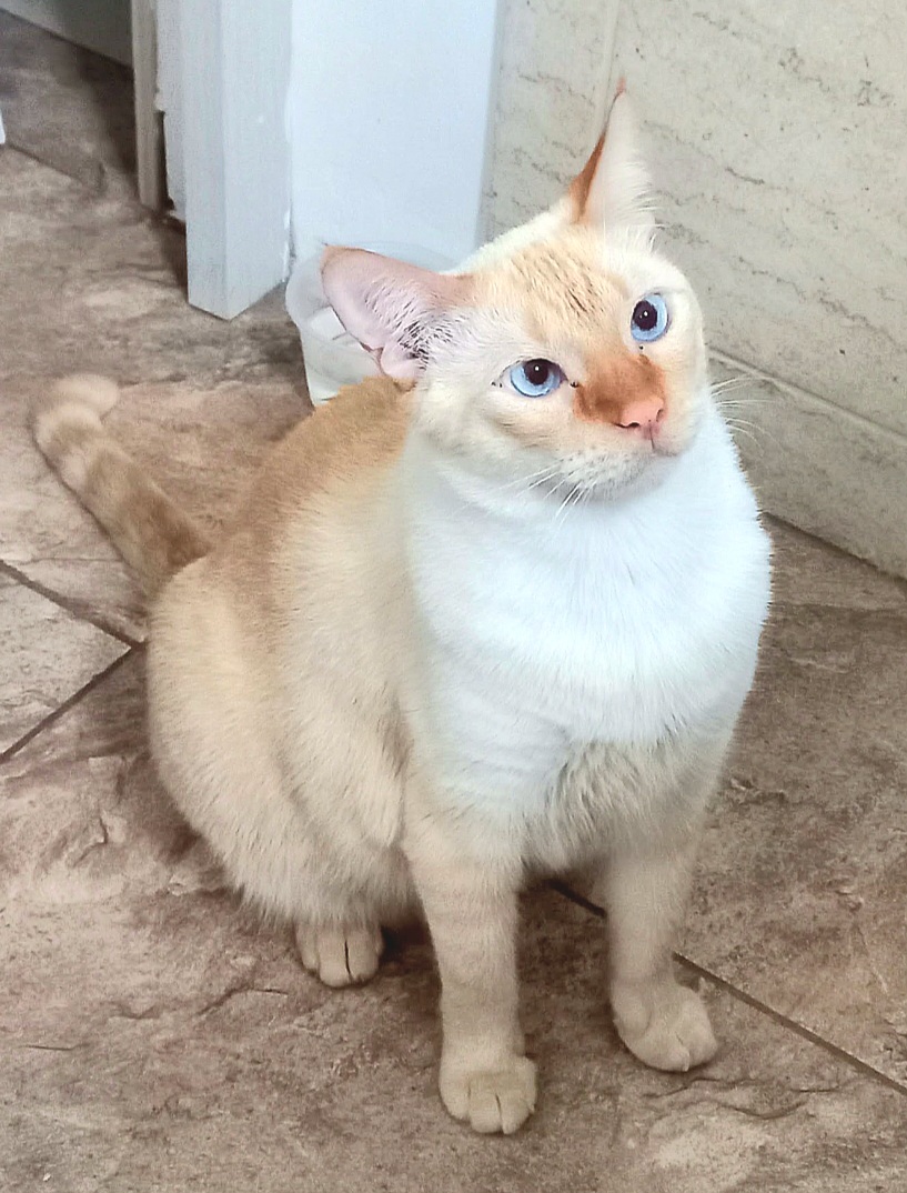 Gatito 'Coco' perdido - ¡Ayuda a encontrarla! 256