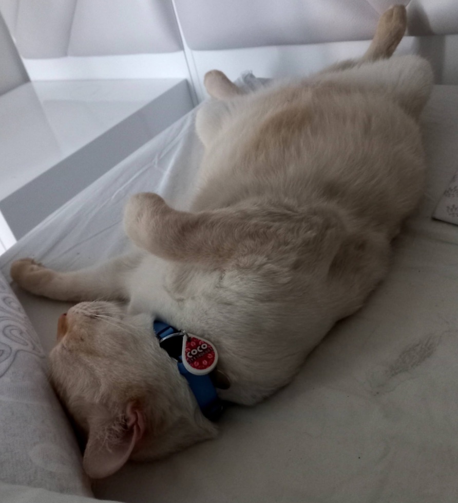 Gatito 'Coco' perdido - ¡Ayuda a encontrarla! 252