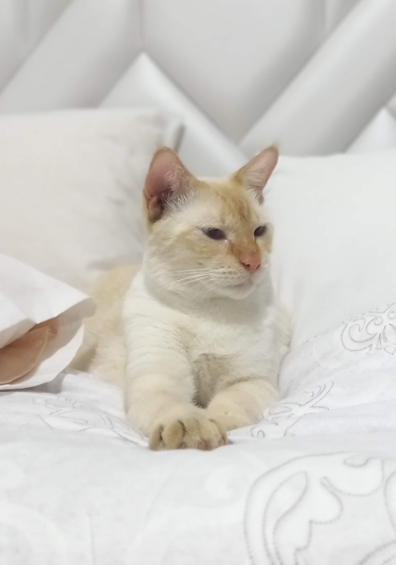 Gatito 'Coco' perdido - ¡Ayuda a encontrarla! 254