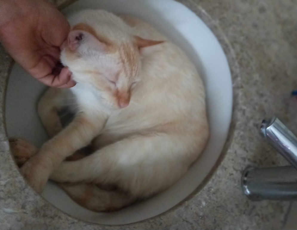 ¡Coco se perdió! Ayuda a encontrar a mi gatita Siames perdida 247