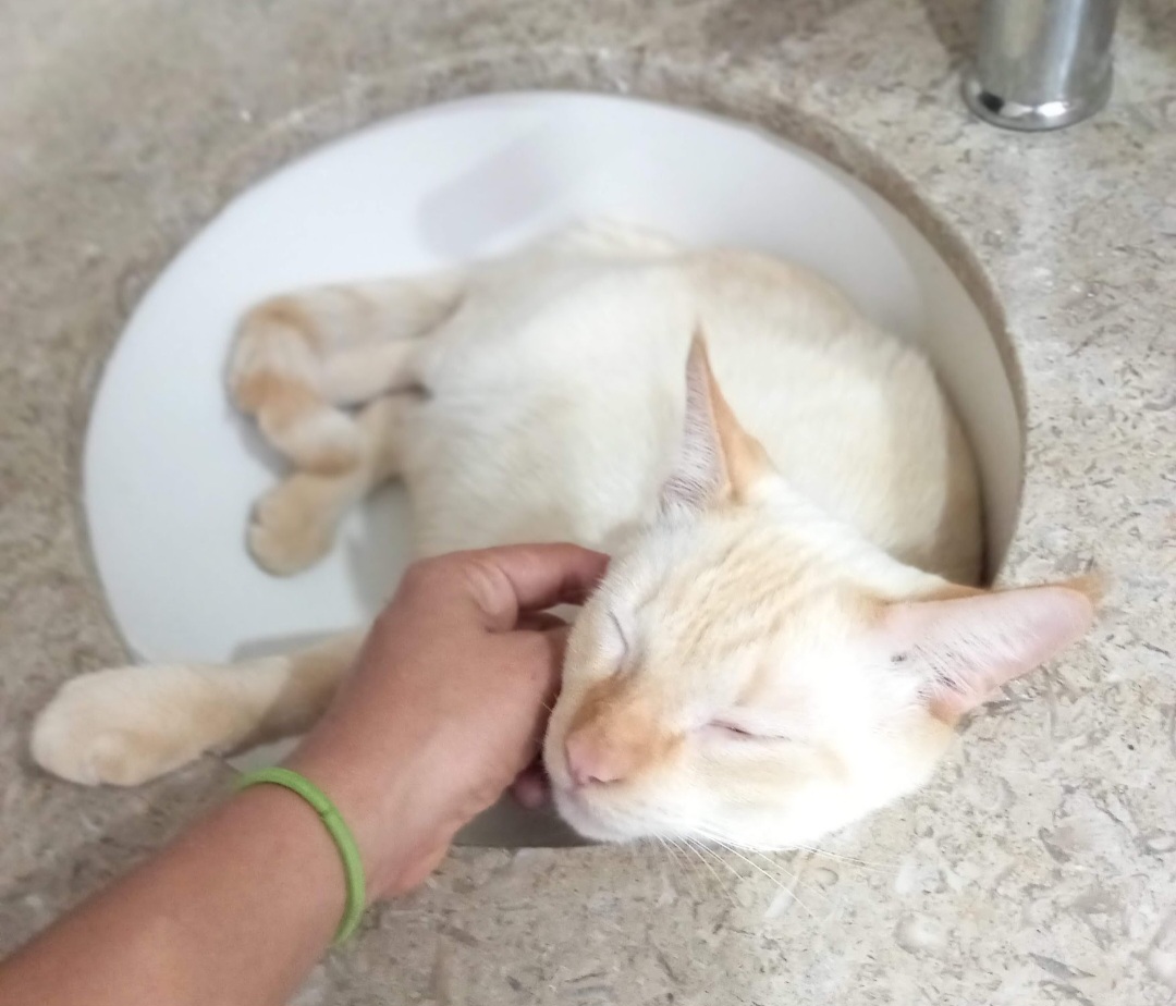 ¡Coco se perdió! Ayuda a encontrar a mi gatita Siames perdida 249