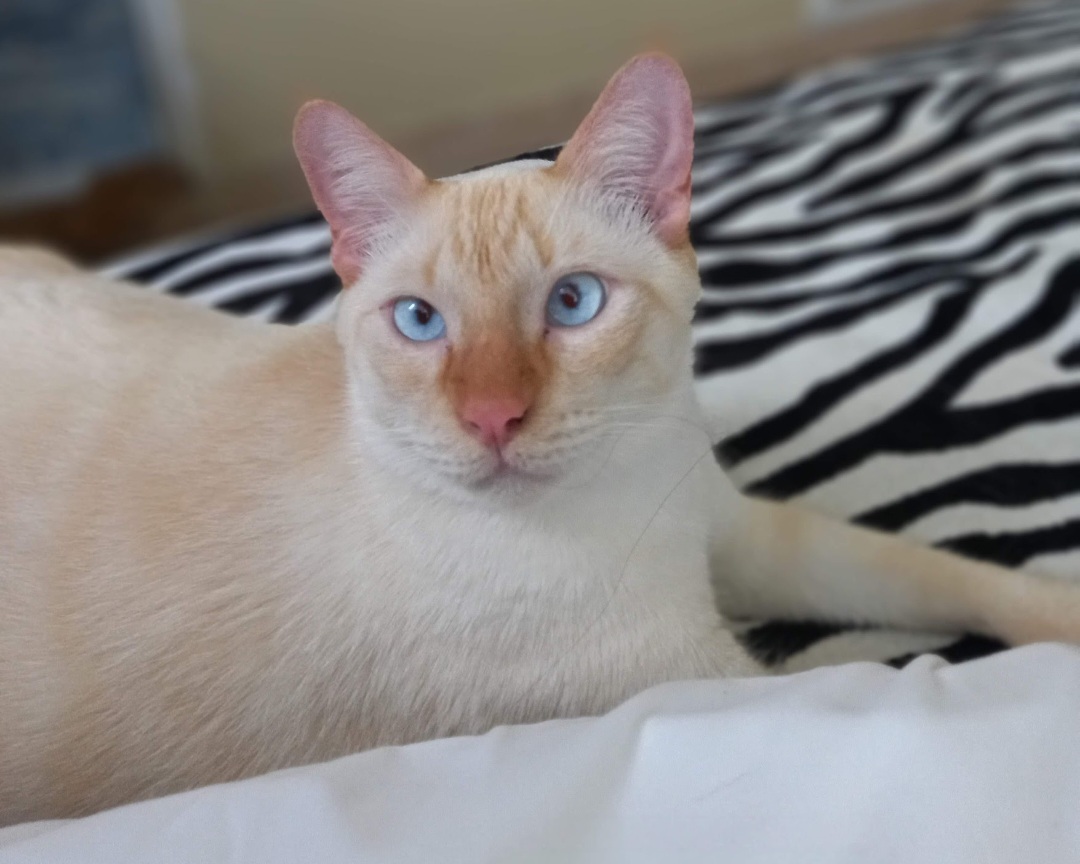 ¡Coco se perdió! Ayuda a encontrar a mi gatita Siames perdida 250