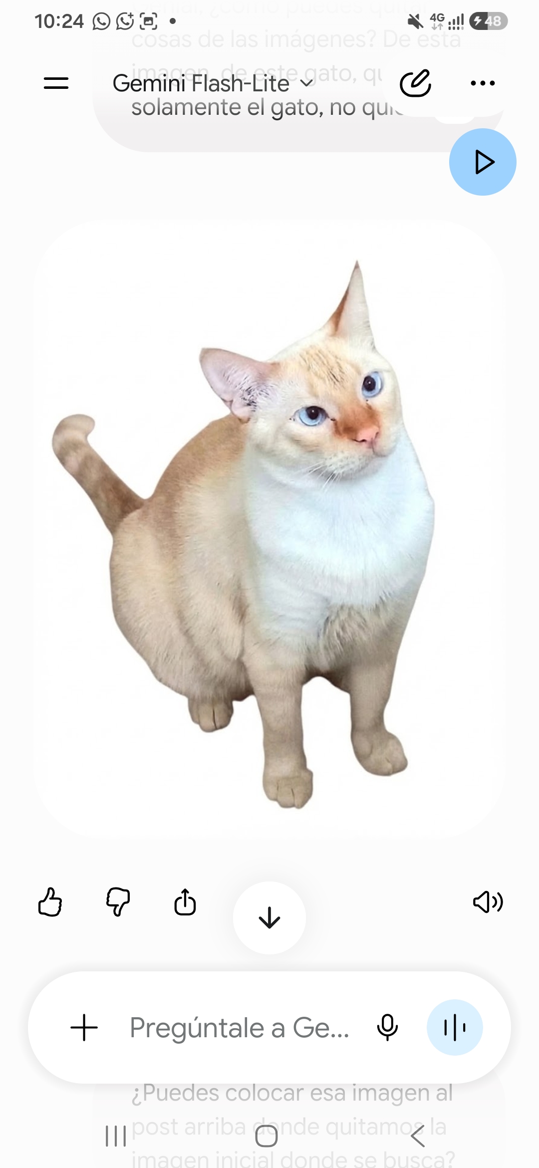 ¡Coco se perdió! Ayuda a encontrar a mi gatita Siames perdida 251