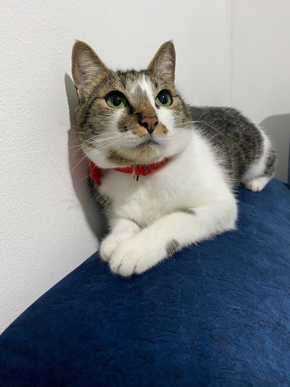 ¡Lupe perdida! 🐈‍⬛ Ayuda a encontrarlo 🔍 10