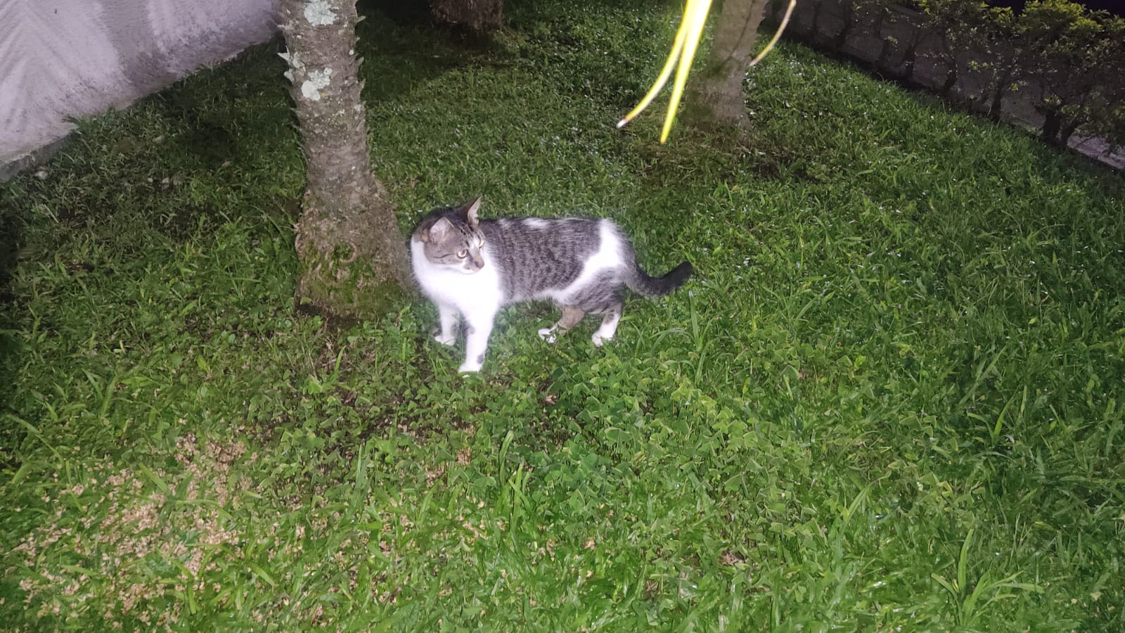 ¡Lupe perdida! 🐈‍⬛ Ayuda a encontrarlo 🔍 11