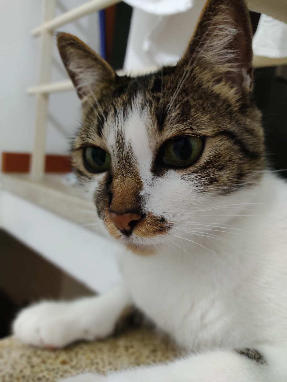 ¡Lupe perdida! 🐈‍⬛ Ayuda a encontrarlo 🔍 9