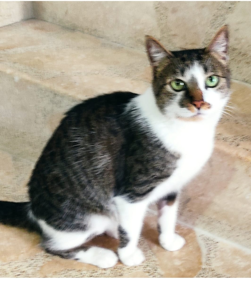 ¡Lupe perdida! 🐈‍⬛ Ayuda a encontrarlo 🔍 8