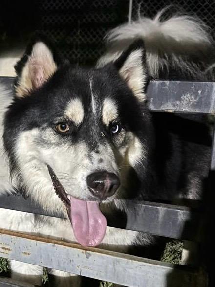 Perro perdido – Jacob (Husky Siberiano) 15