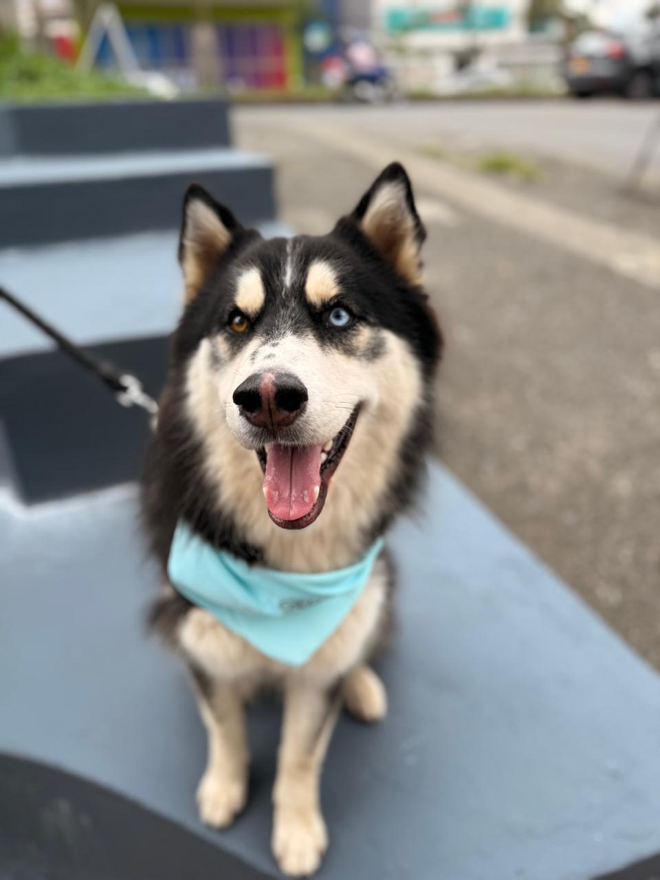 Perro perdido – Jacob (Husky Siberiano) 12