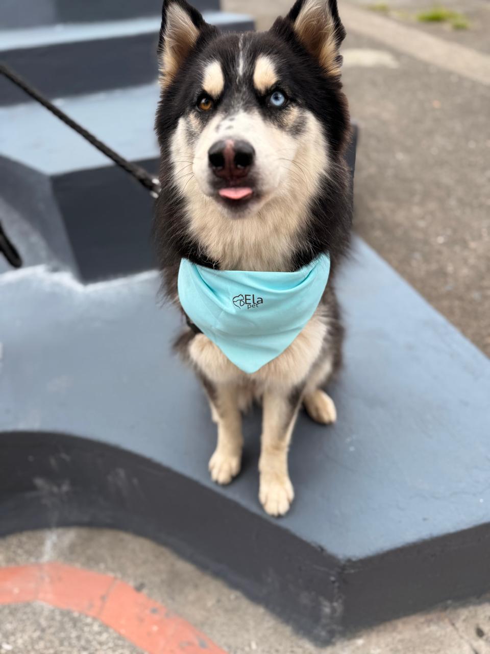 Perro perdido – Jacob (Husky Siberiano) 16