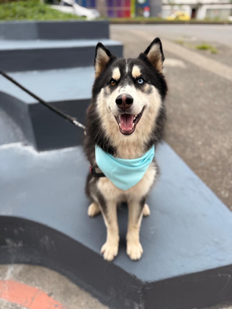 Perro perdido – Jacob (Husky Siberiano) 13