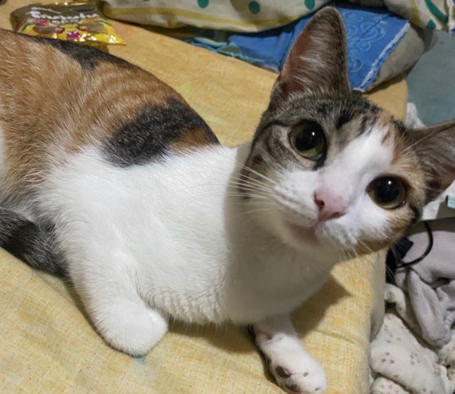 Gata perdida: Se busca a Moony en la Esneda 31