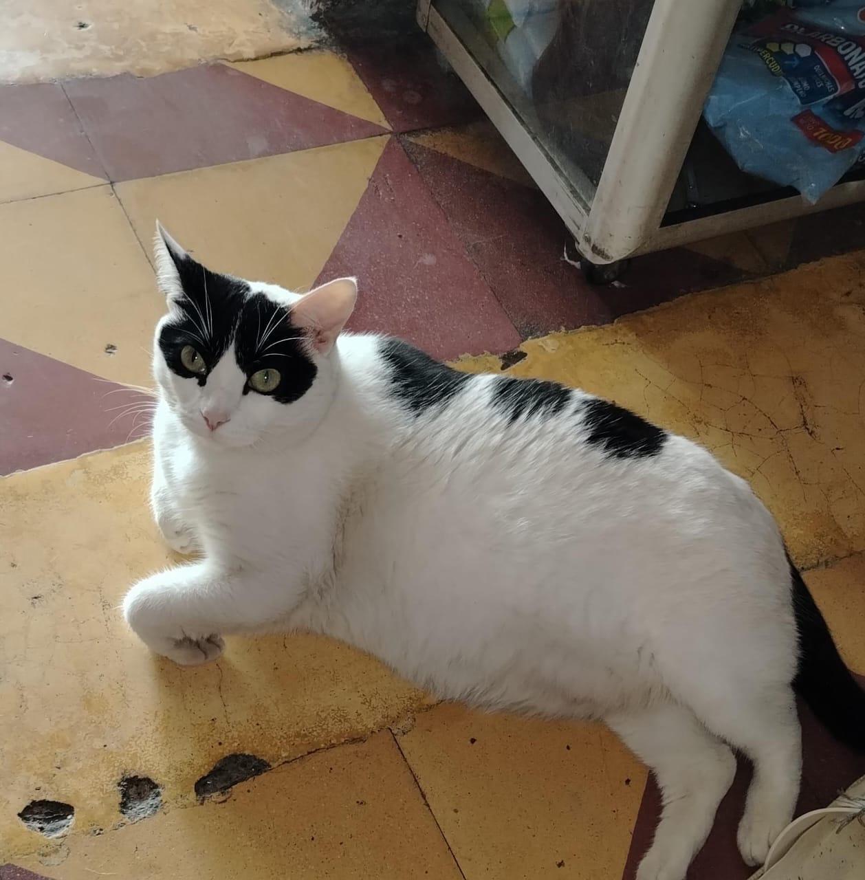 Gata perdida 'Niña' - ¡Ayúdanos a encontrarla! 157