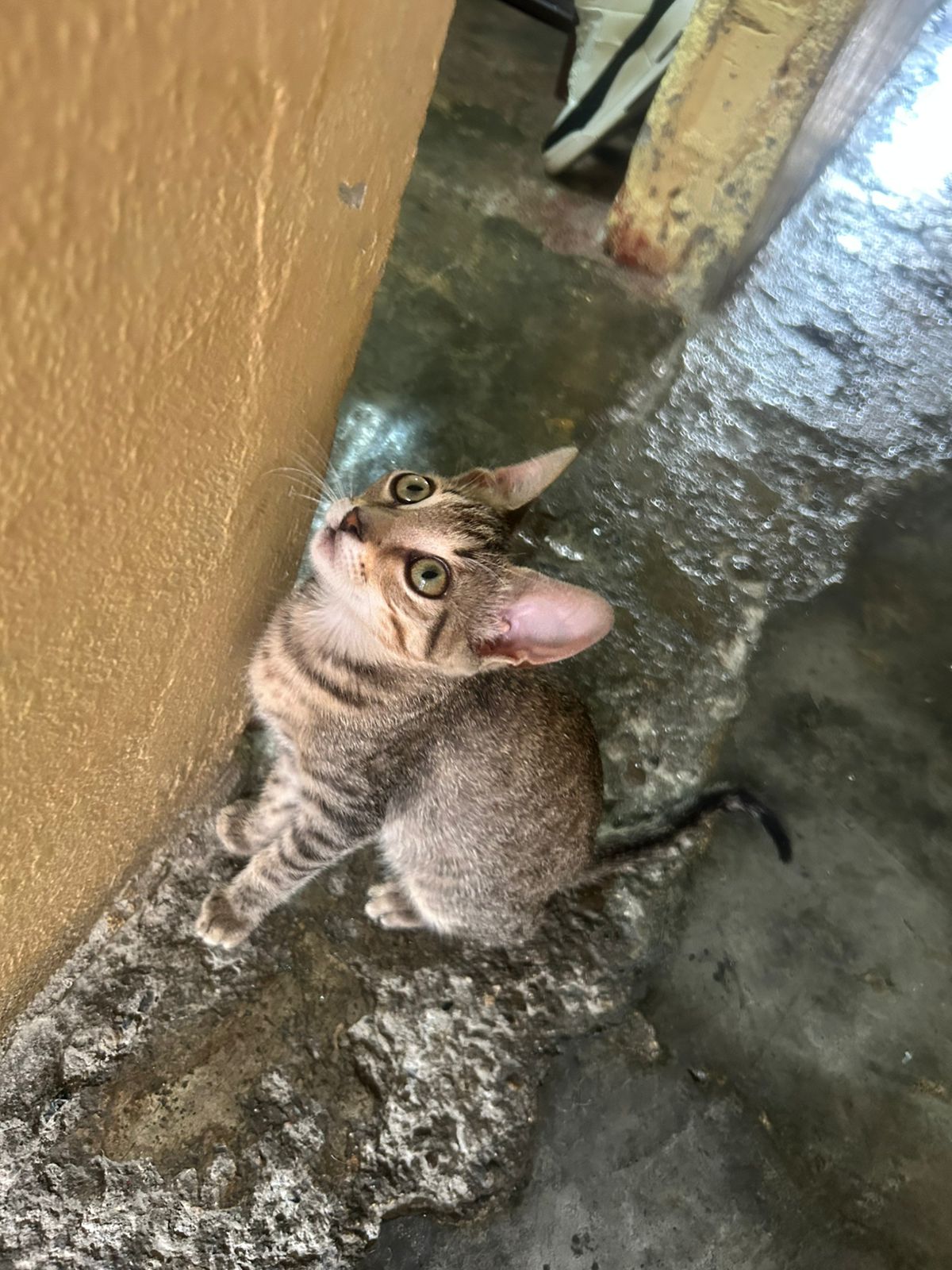 ¡Mochi ha desaparecido! Gata perdido en el barrio gavilanes la virginia 66