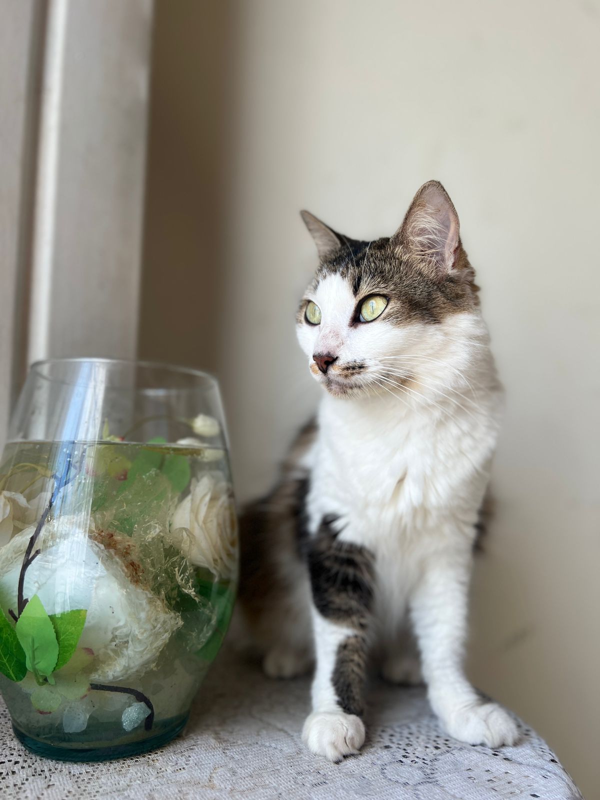 ¡Se busca! Gato Manchas perdido 287