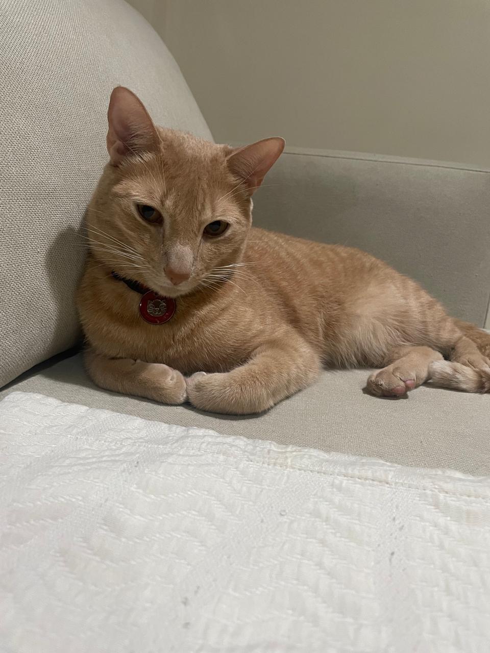 ¡Lino está perdido! Gato atigrado amarillo busca su hogar 🧡 93