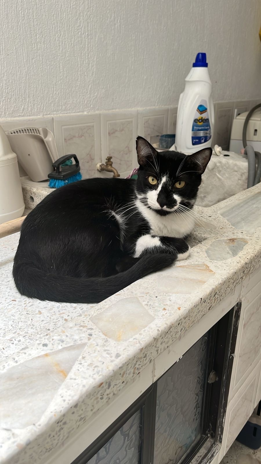 ¡Se busca! Pedro Jose, gato perdido en Tulua. ¡Ayuda a encontrarlo! 81